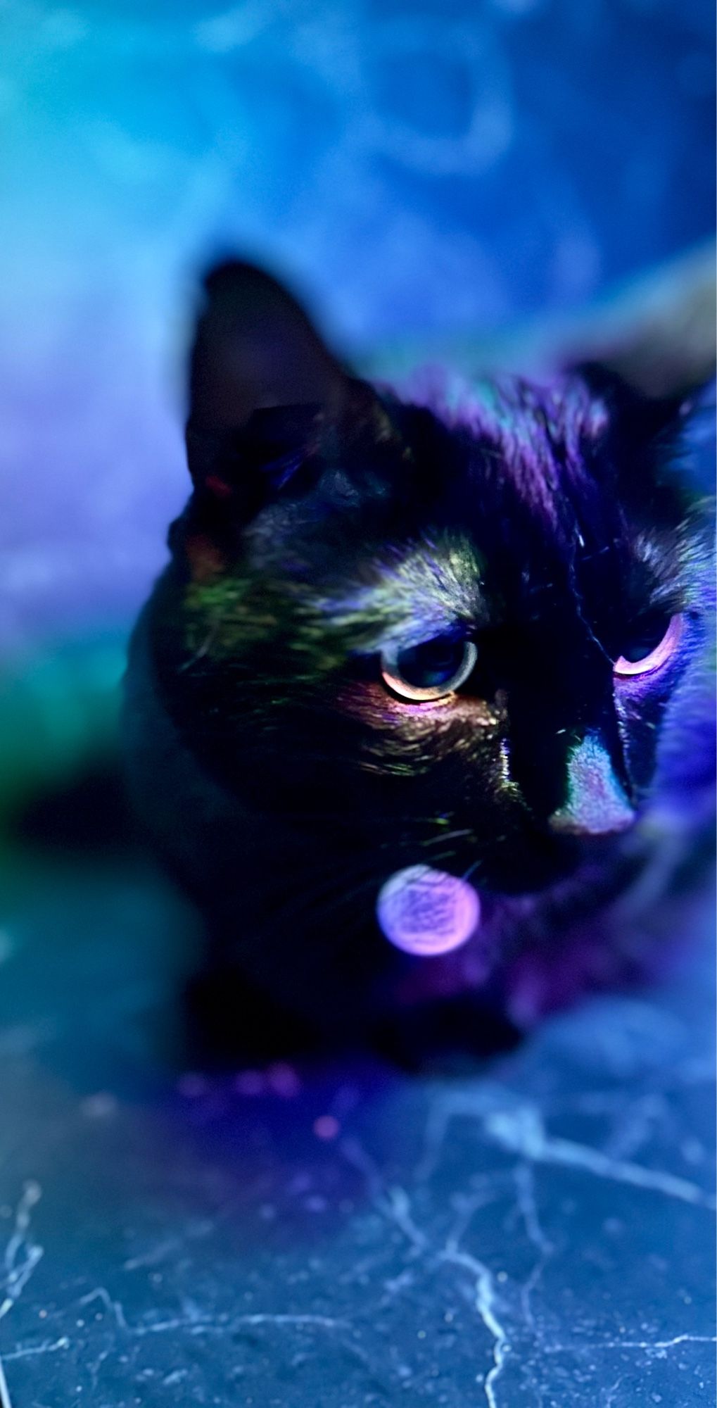 Picture of my black cat Cyrus laying against a black marble background under a blue ring light.