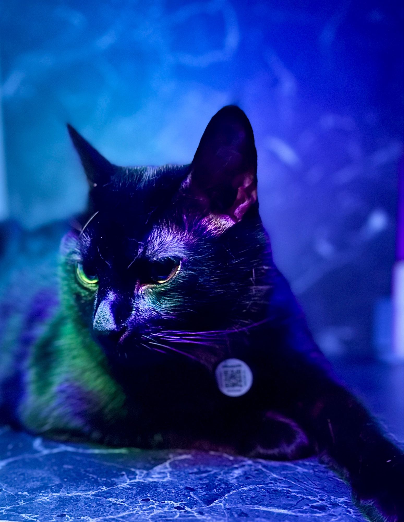 Picture of my black cat Osmodeus laying against a black marble background under a blue ring light.