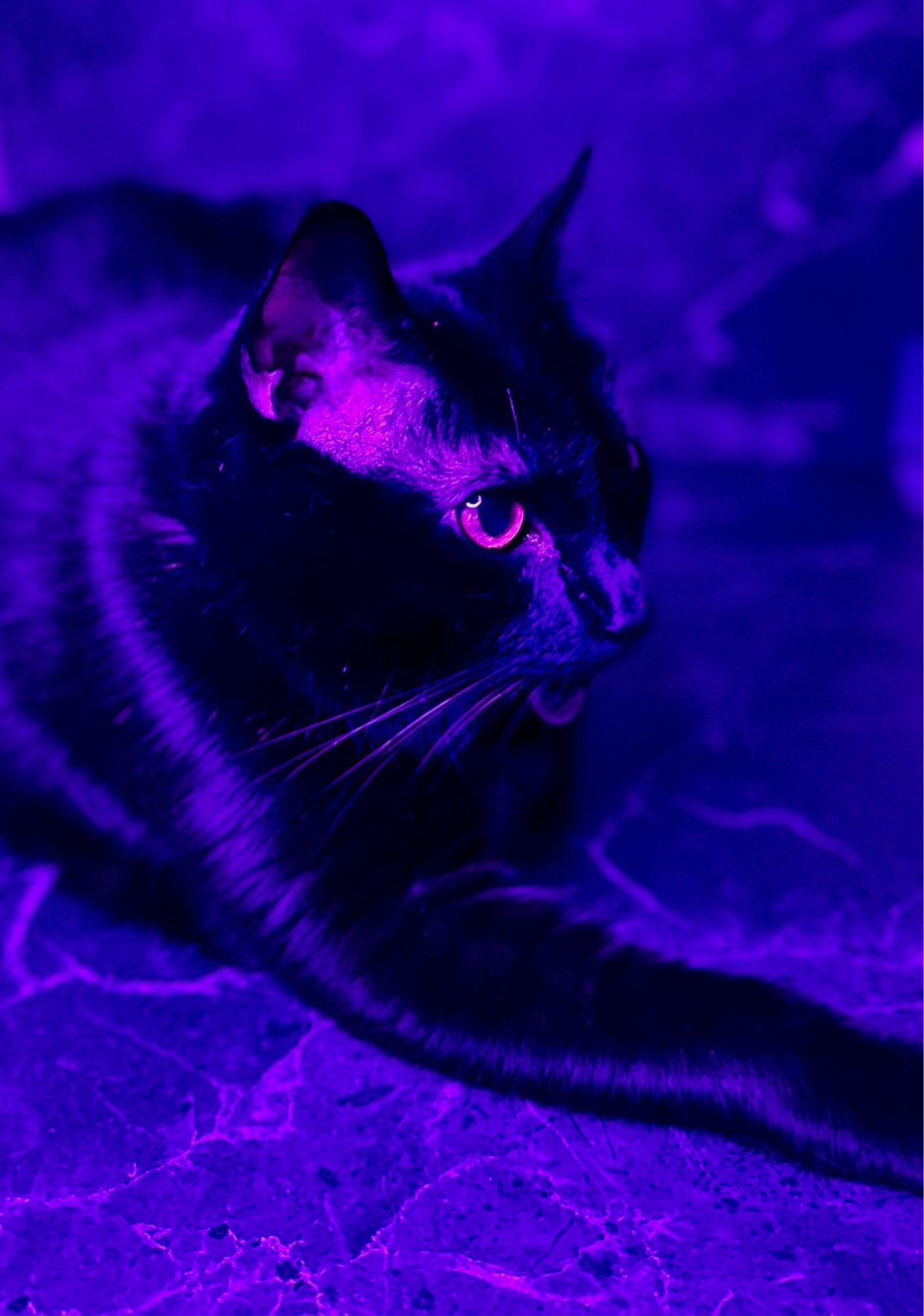 Picture of my black cat Osmodeus laying against a black marble background under a purple ring light.