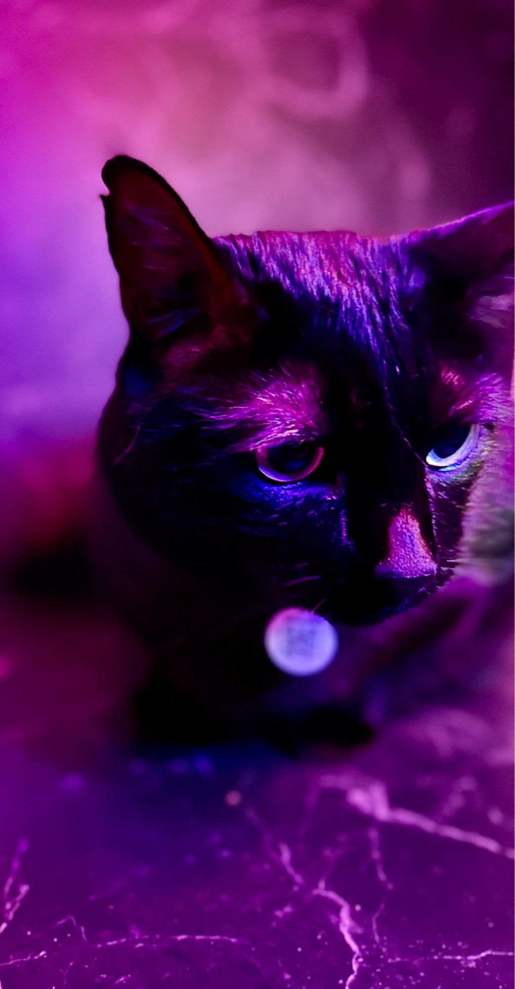 Picture of my black cat Cyrus laying against a black marble background under a purple ring light.