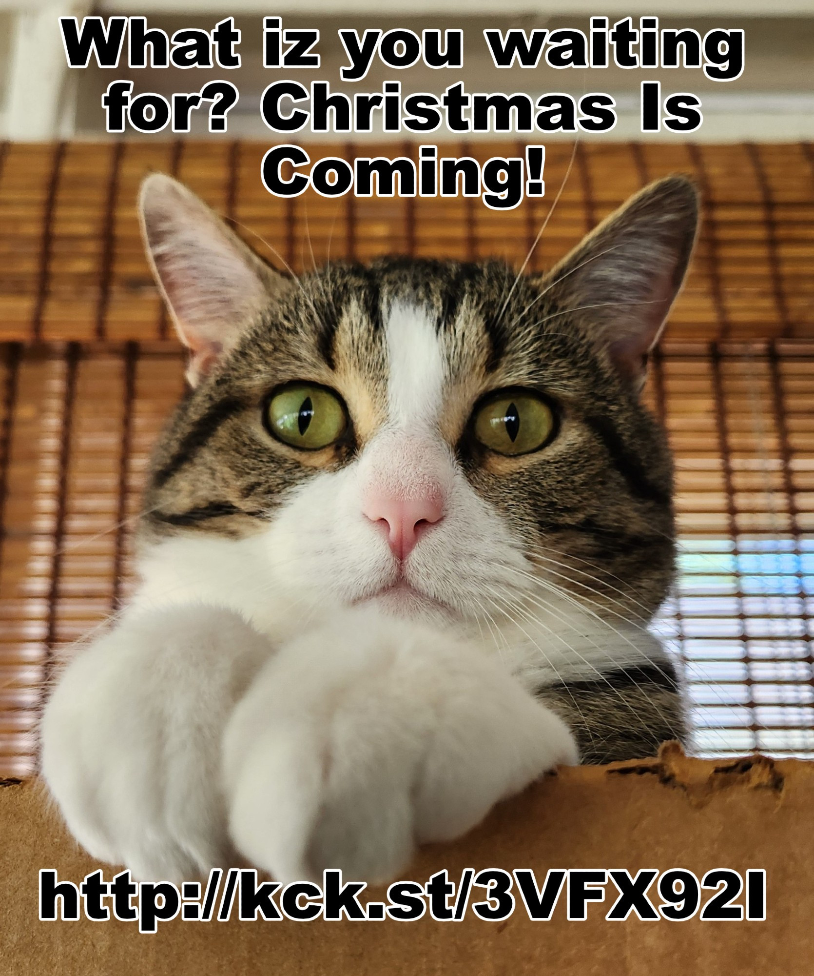 Cute tabby cat with his paws perched on the edge of a box staring into the camera.