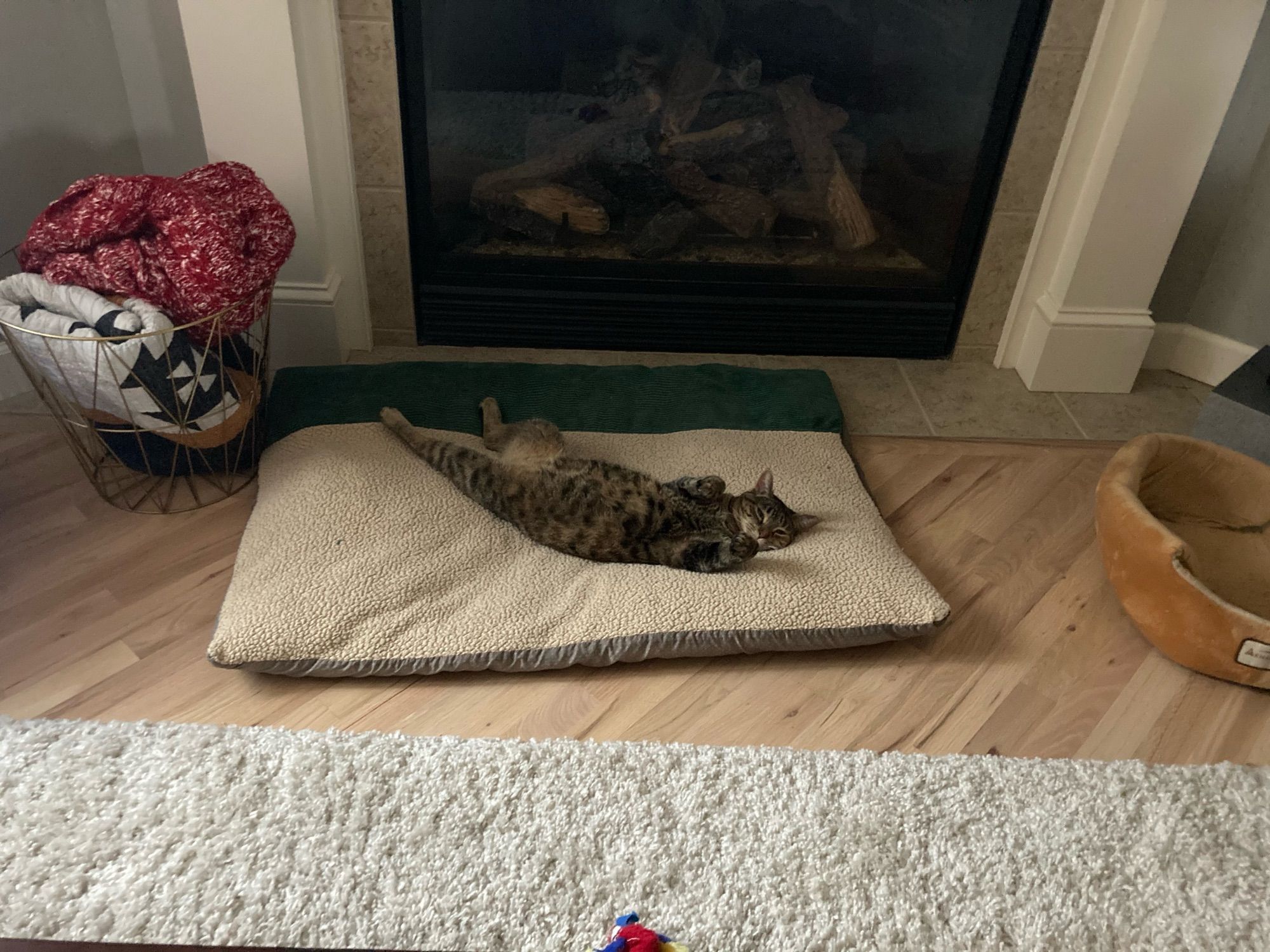 lovely little cat stretched out on her back, resting on a dog bed in front of the fire place. it is an image that is burned into my heart