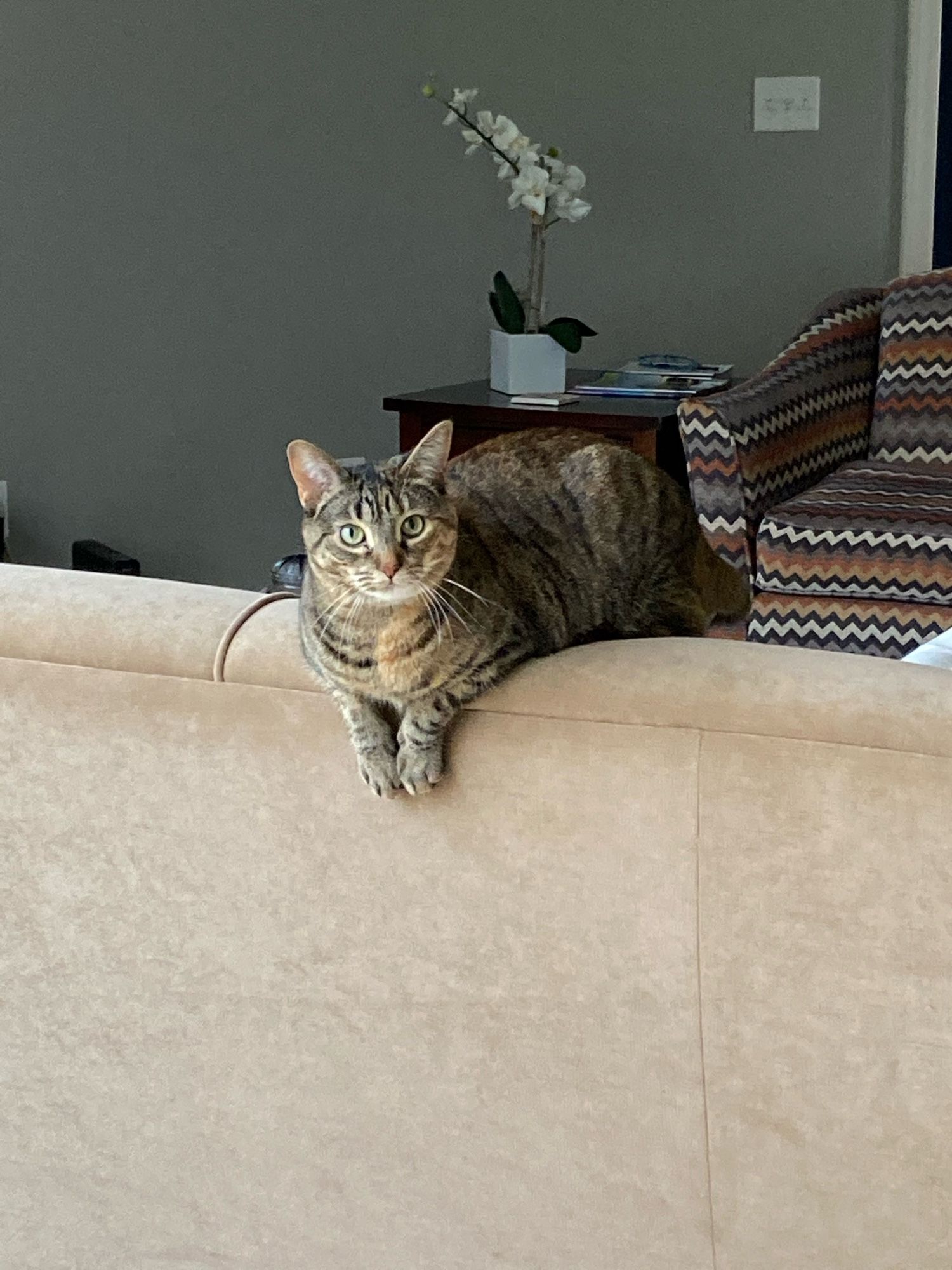 lovely cat sitting backwards on the back of a couch, looking sweetly at the camera