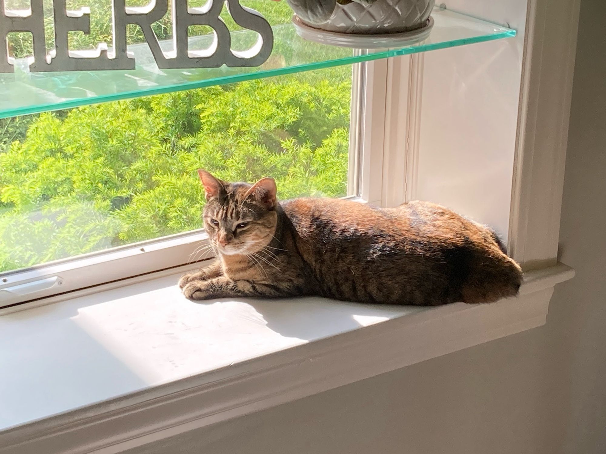 lovely cat in a sunny bay window