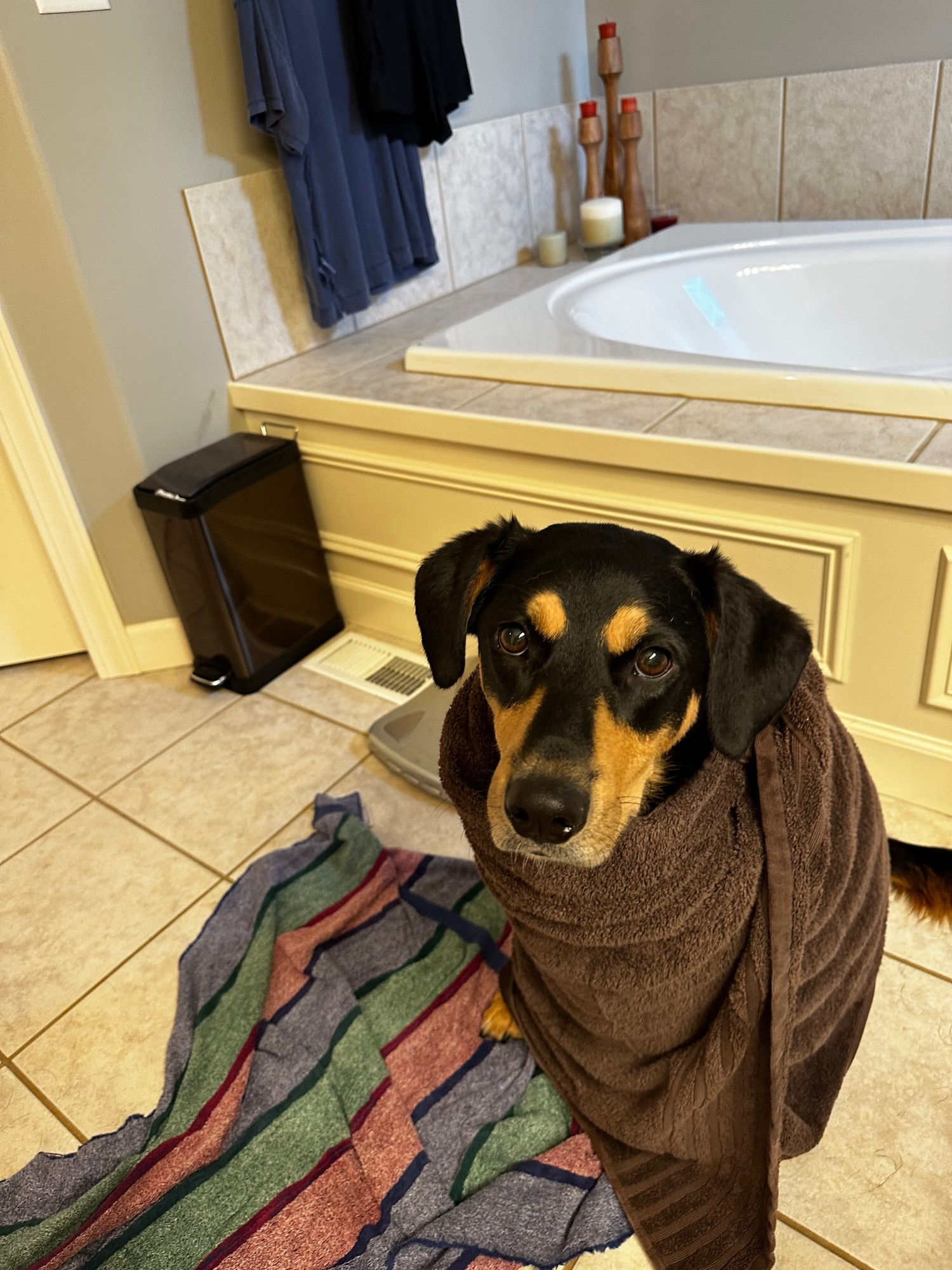 adorable little guy (dog) wrapped in towel post-bath