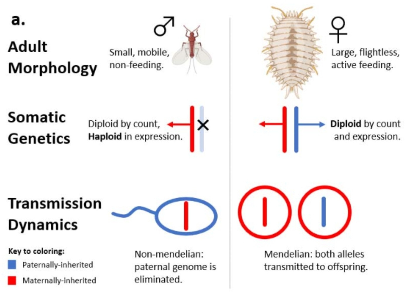 Genetics of mealybugs: the entire genome is autosomal in both sexes but males suppress their paternal alleles to act functionally haploid.