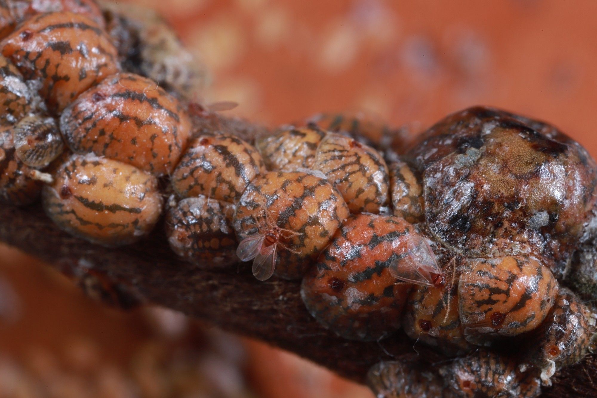 A group of large round female tuliptree scales on a branch with smaller winged males crawling on top.