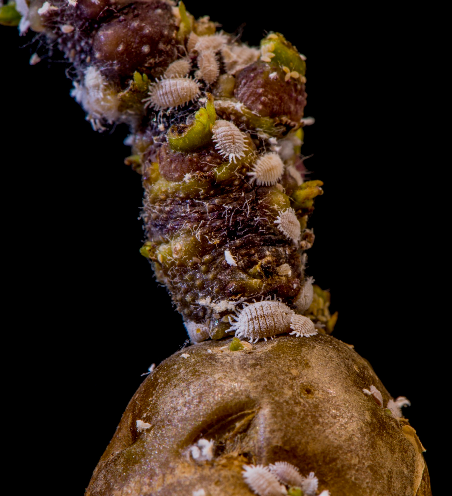 A group of female mealybugs enjoy a sprouting potato.