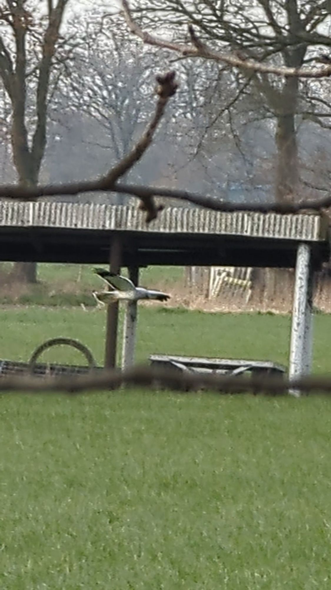 Fliegende Kornweihe über einer Wiese vor einem Schuppen