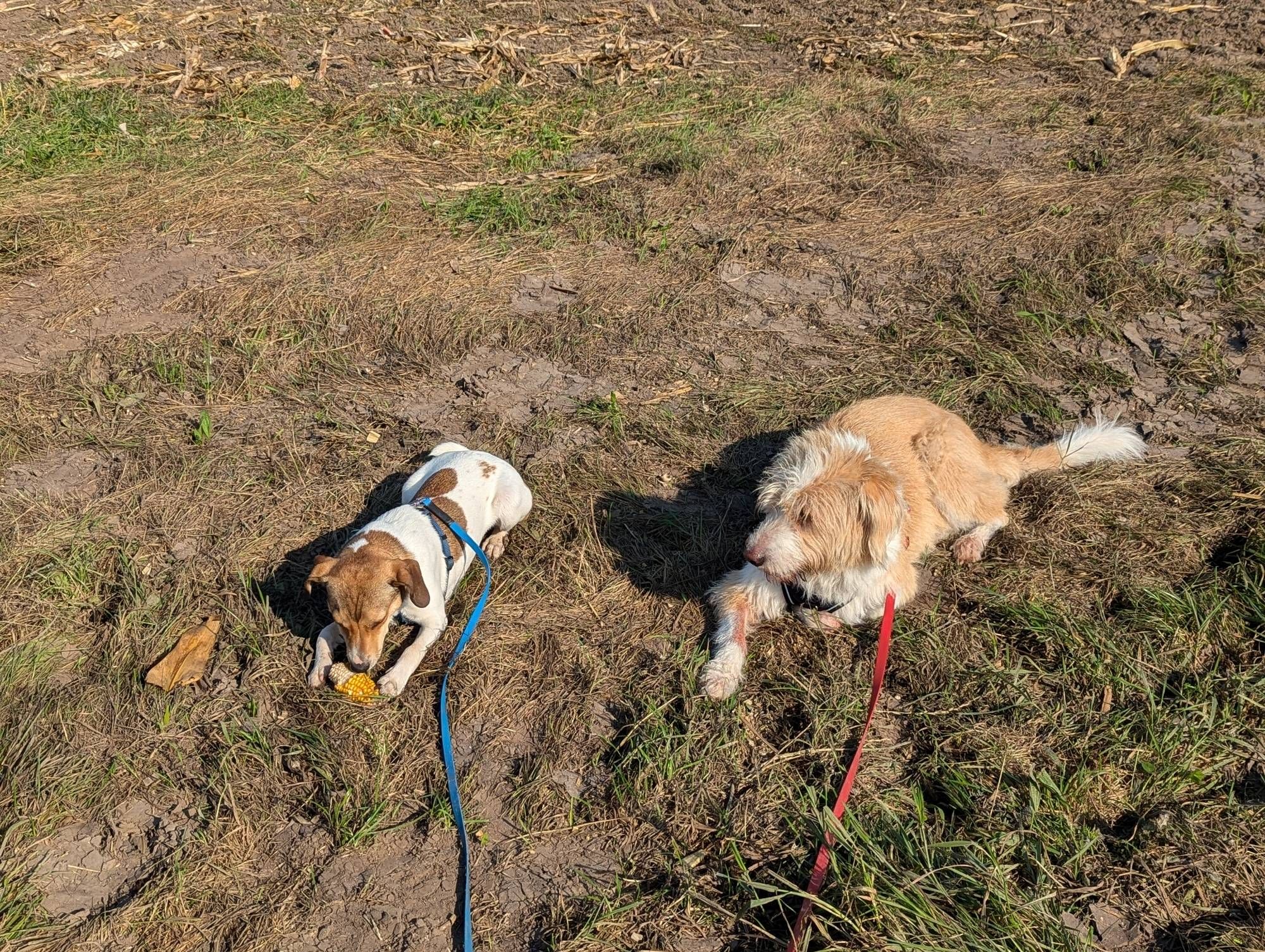 Ein kleiner braun-weisser und ein heller mittelgrosser. Hund an der Leine liegen auf einem grünen Streifen der von treckern platt gefahren ist