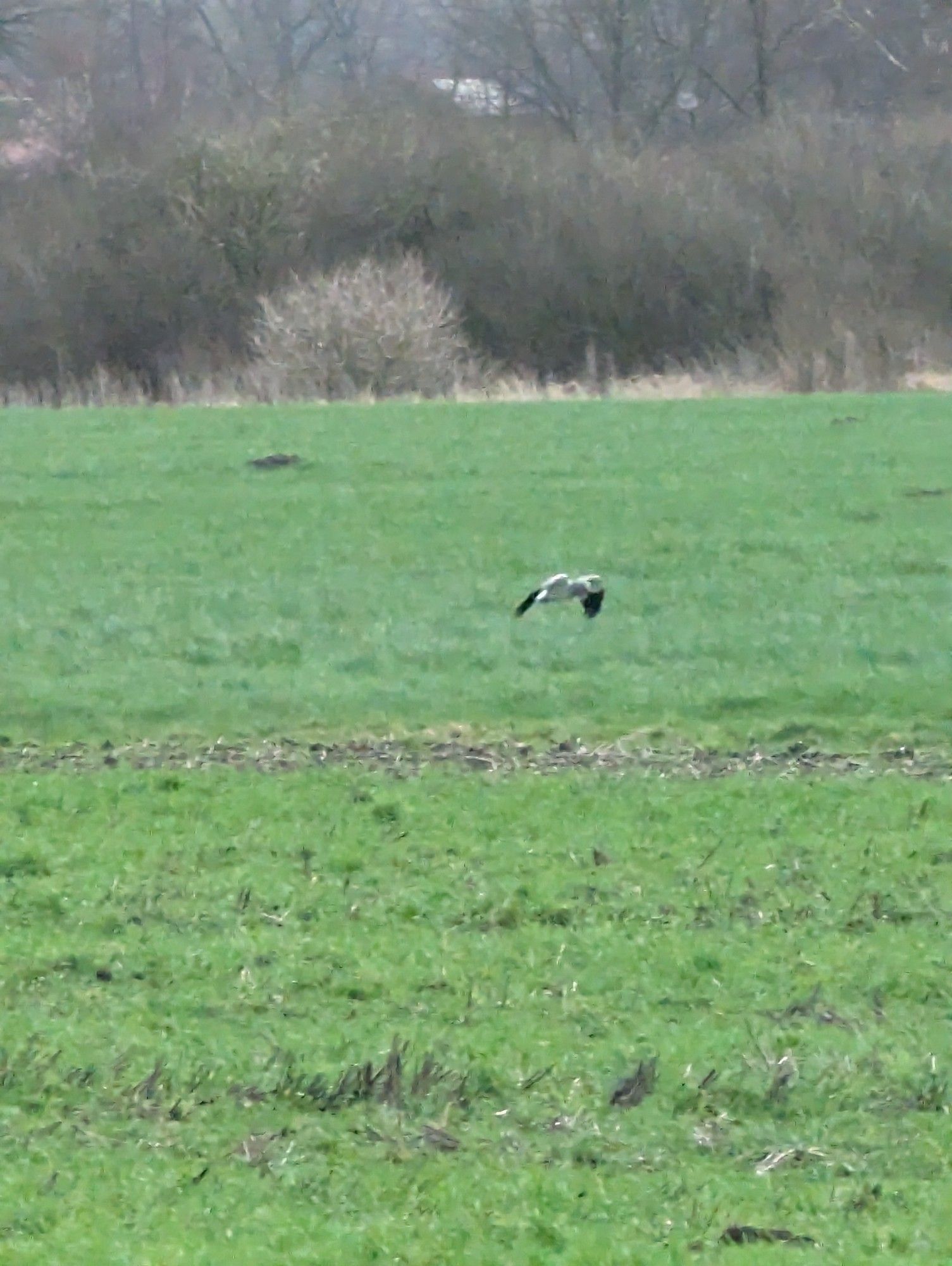 Ein fliegender Vogel. Grundfarbe weiß, Flügelspitzen schwarz