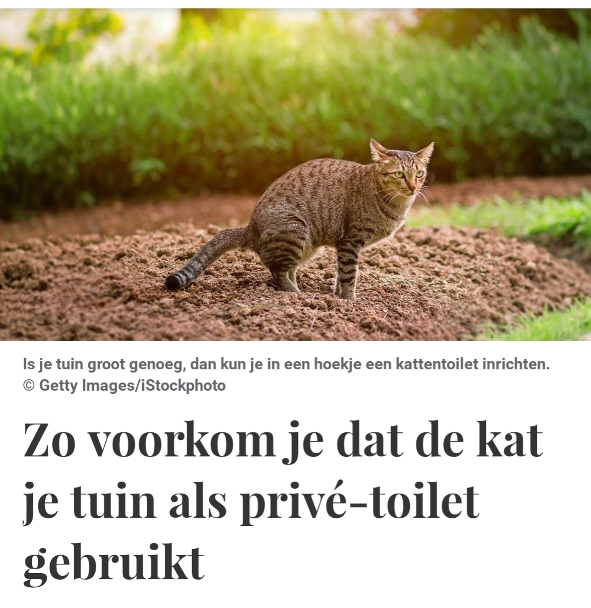 Kop van De Telegraaf: Zo voorkom je dat de kat je tuin als privé-toilet gebruikt