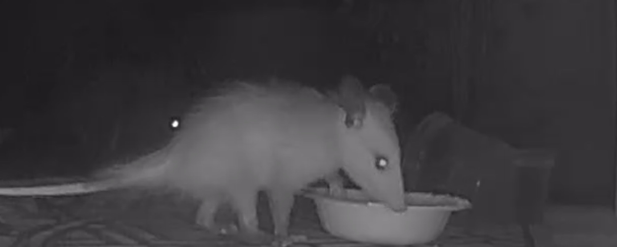 a little baby opossum captured in a photo. he’s eating out of a paper bowl. he’s probably the size of a 8 week old kitten but with a long tail 