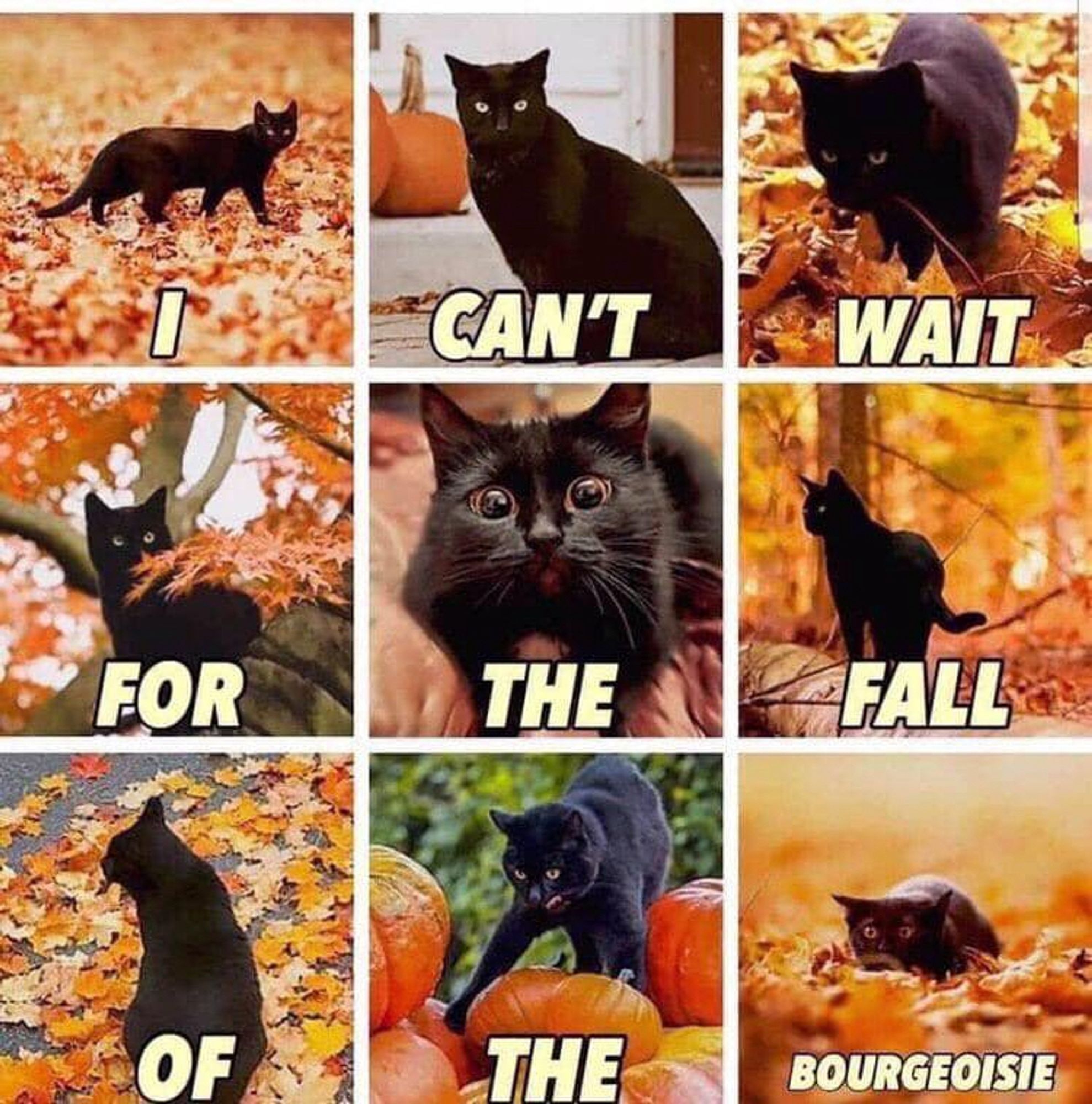 a 3x3 panel of images. each square has a black cat doing something cute in a pile of orange leaves or near a pumpkin 

each square has one piece of text in it

i can’t wait
for the fall
of the bourgeoisie