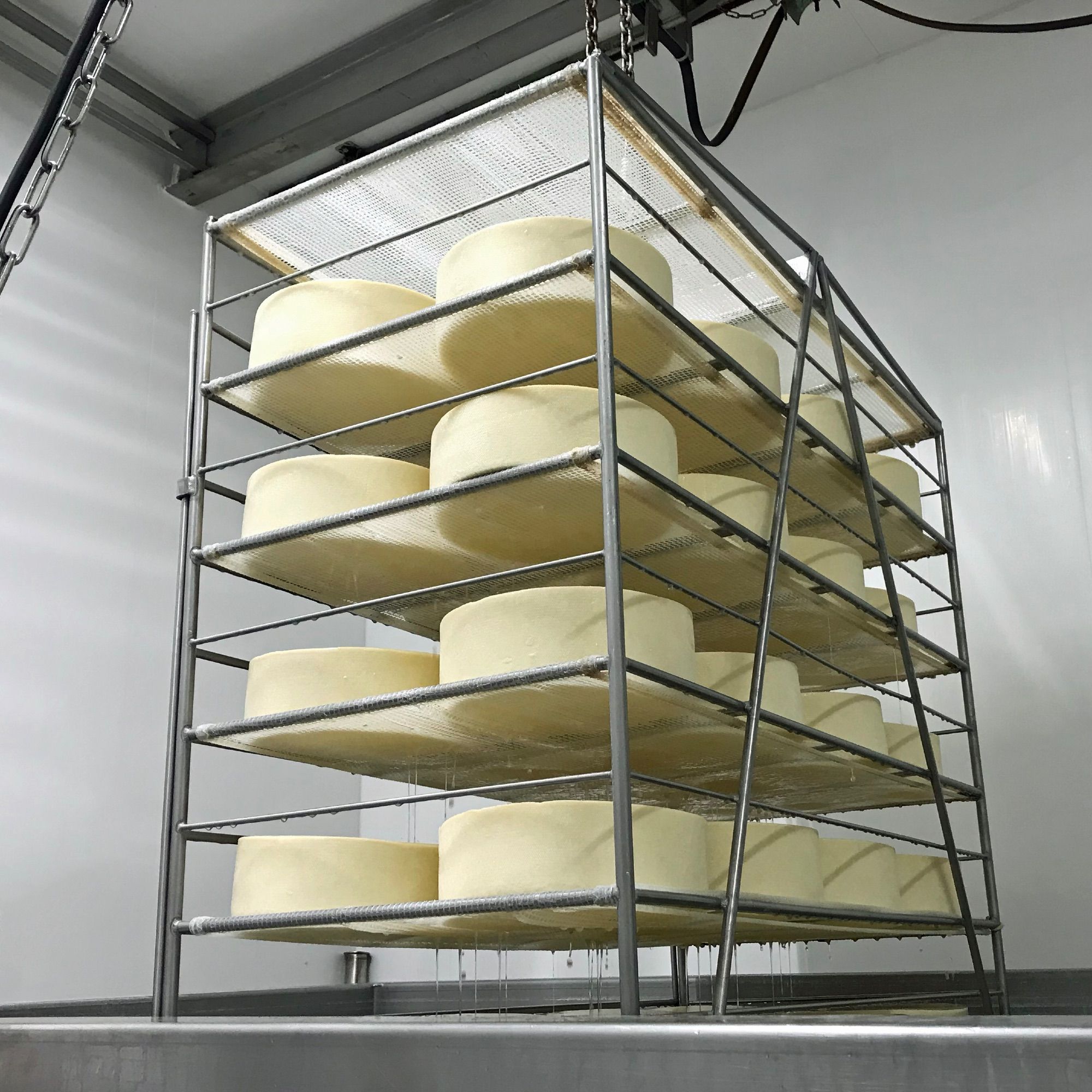 A rack of 32 wheels of just-pressed cheese above a brining tank.