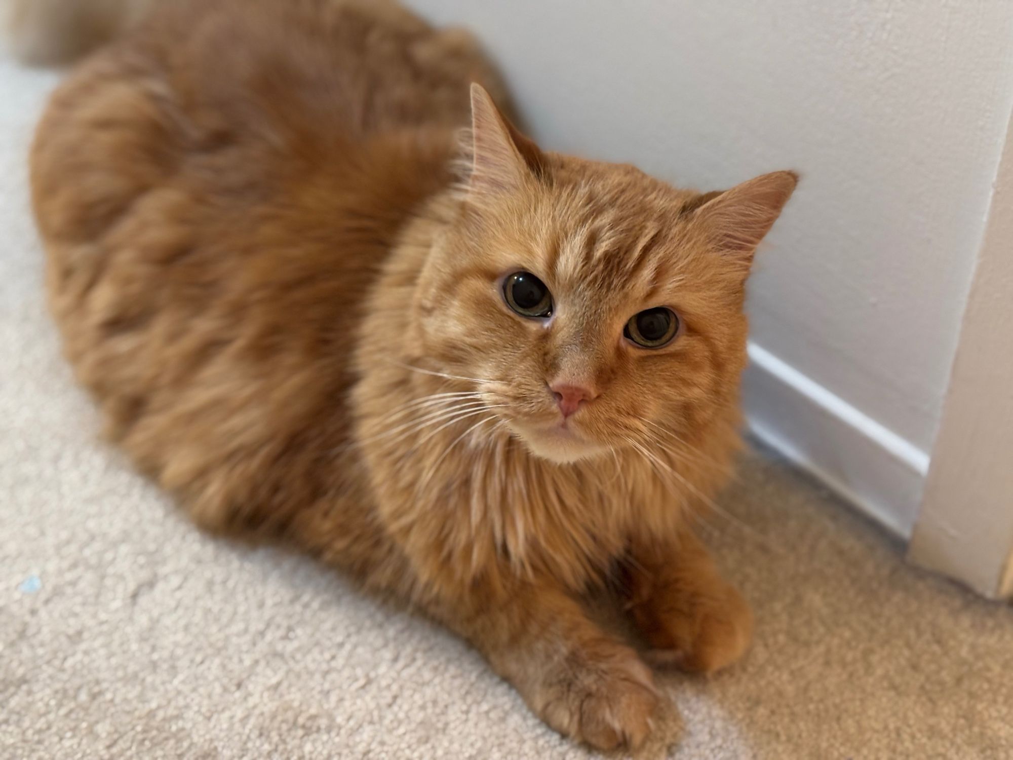 Nigel, my fluffy tangerine kitty lying on the floor, looking at the camera, unsure what the new phone is.