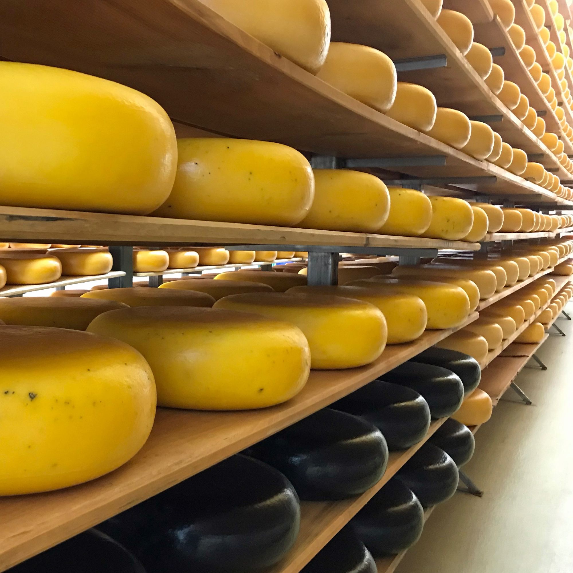 Shelves and shelves of curing gouda.