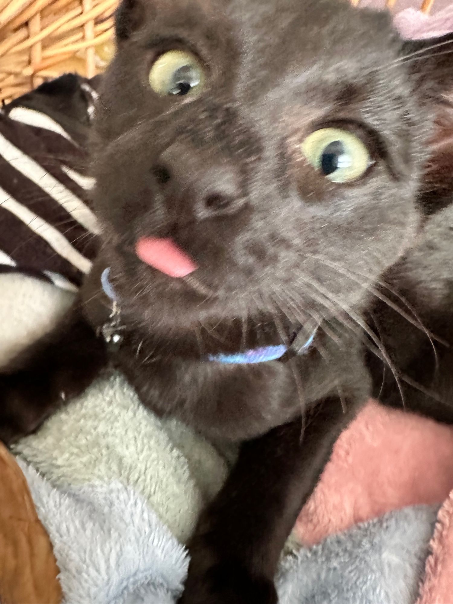 Black kitten poking its tongue out with slightly crazy eyes