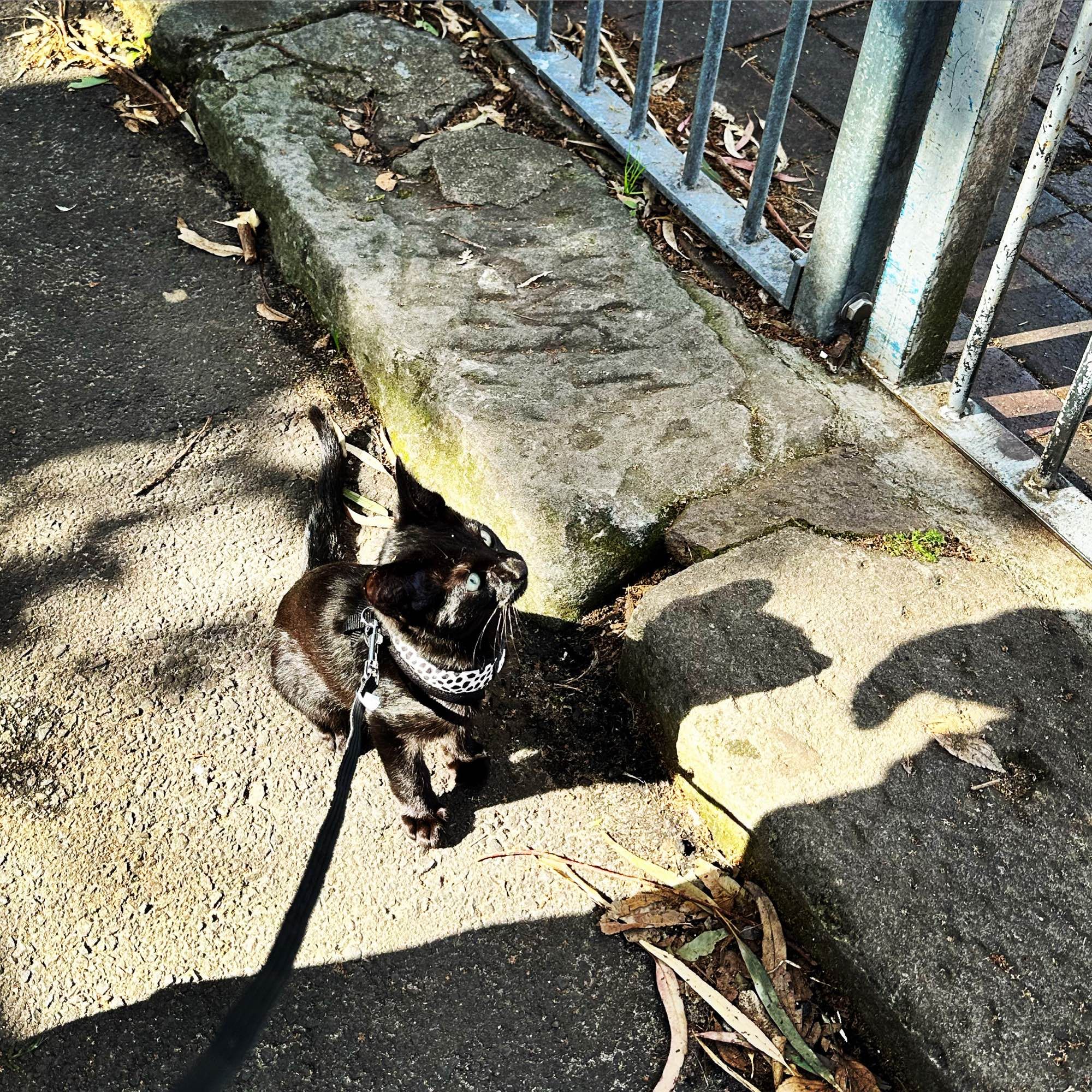 Black kitten in a harness on his first walk