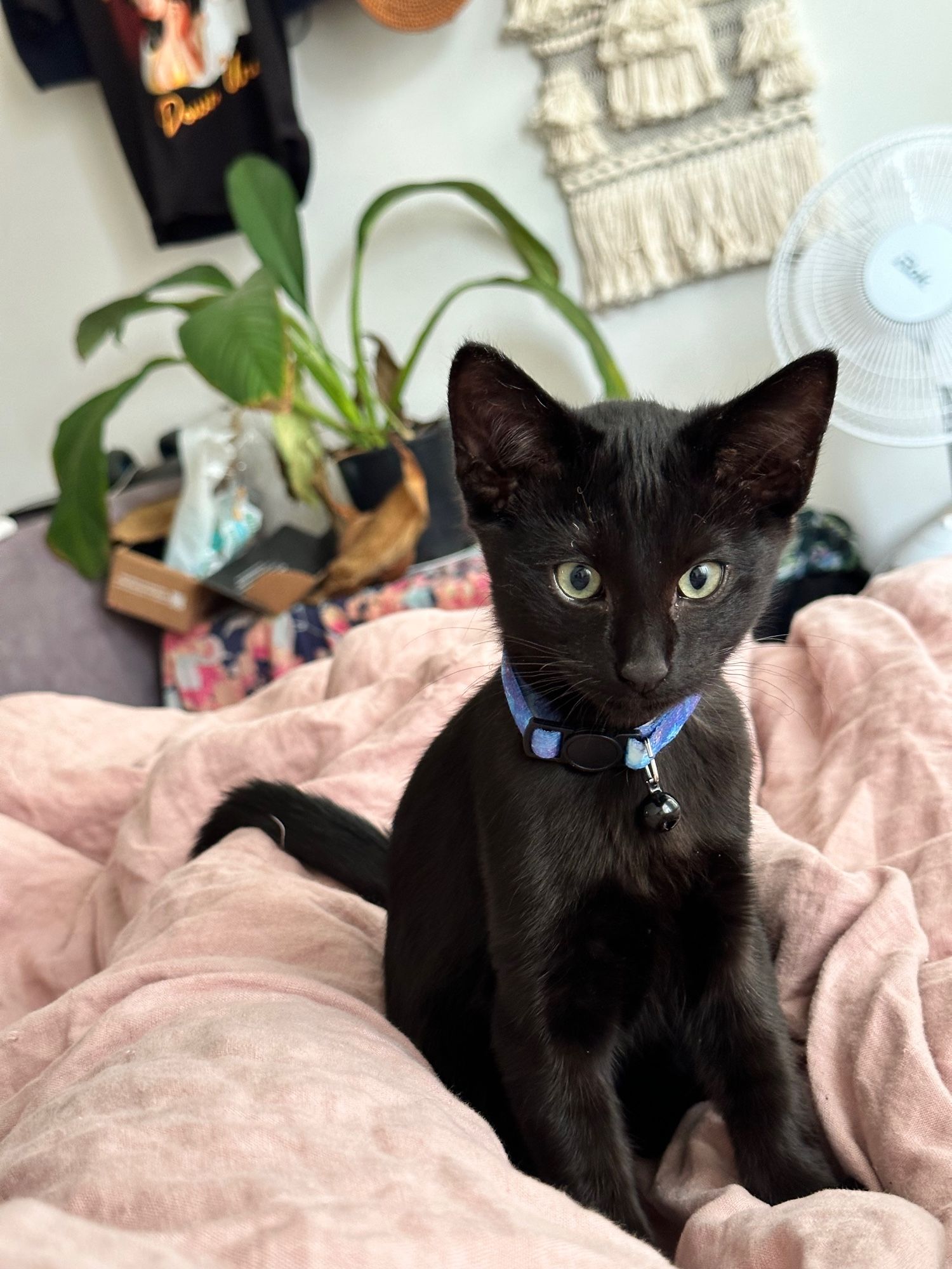 Black oriental kitten sitting alertly on a dusky pink duvet