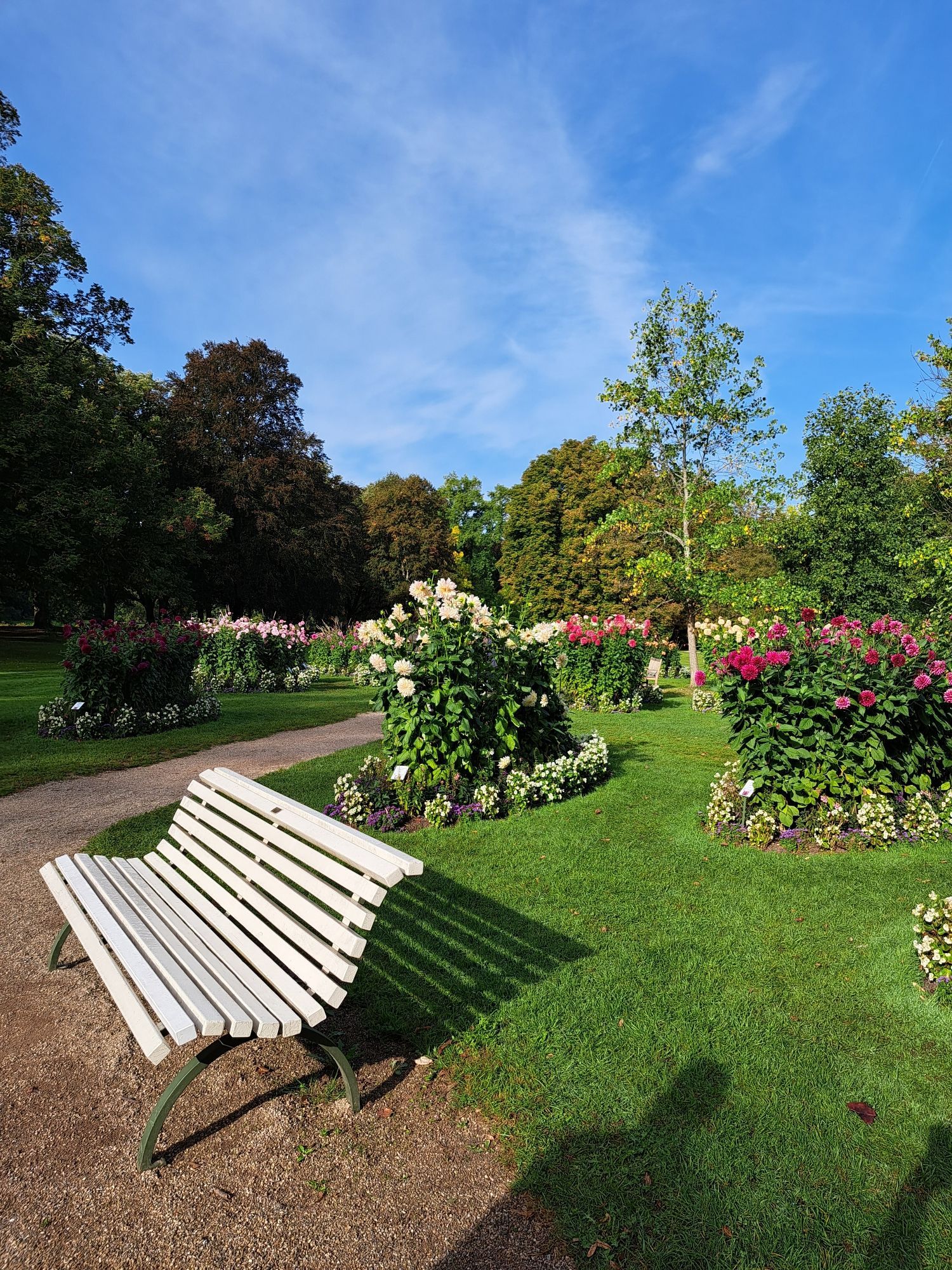 Dahlien Garten