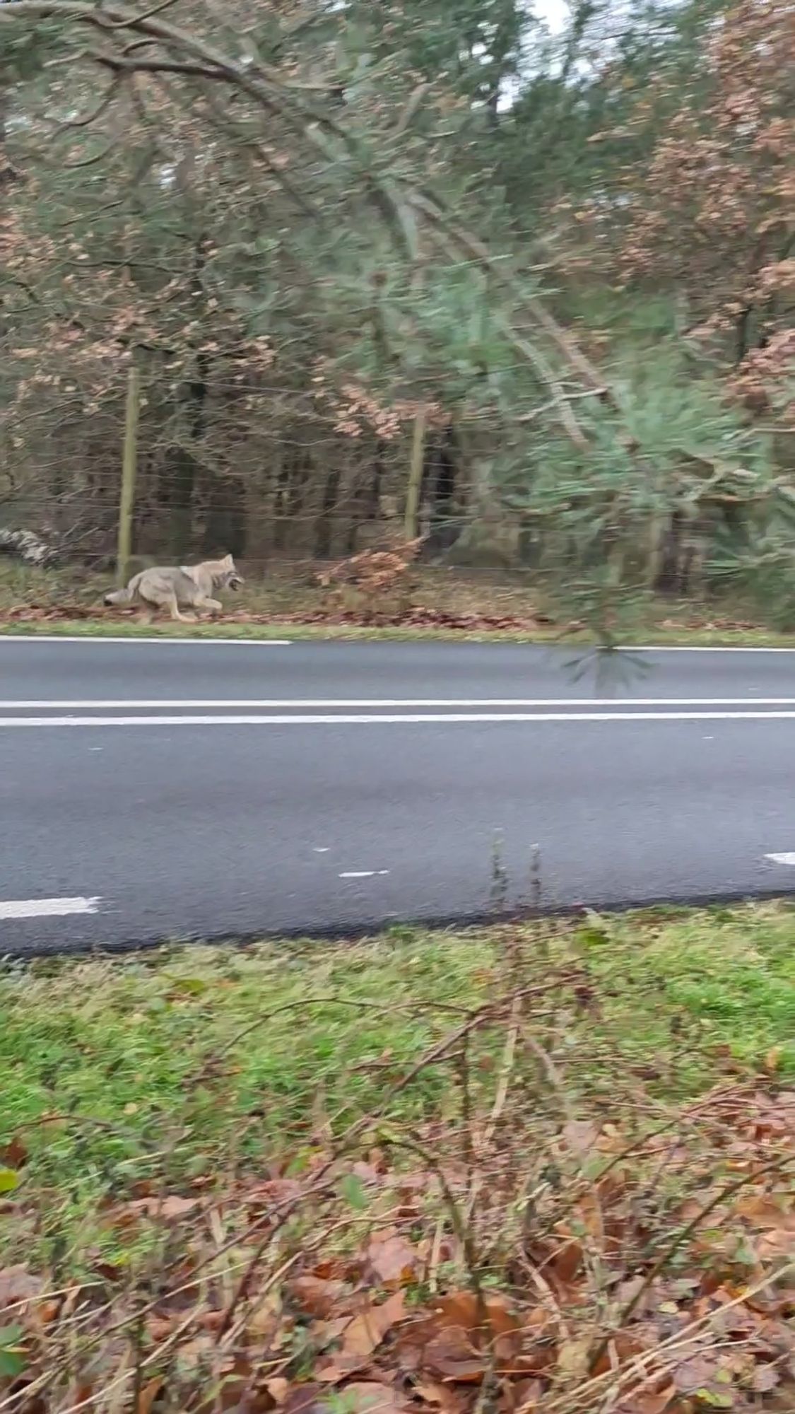 Still from a video of a wolf running alongside a fence.