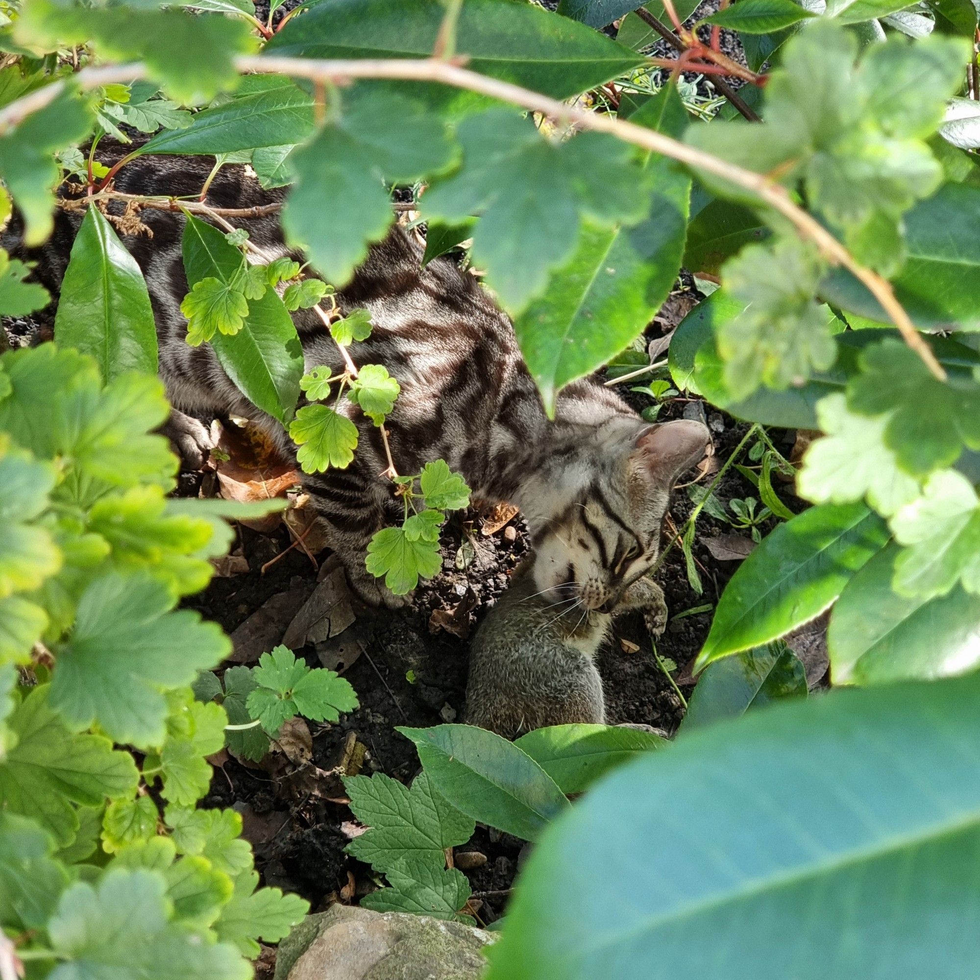 Bongo the Bengal Cat, partially concealed by vegetation, eating a grey squirrel. The monster!