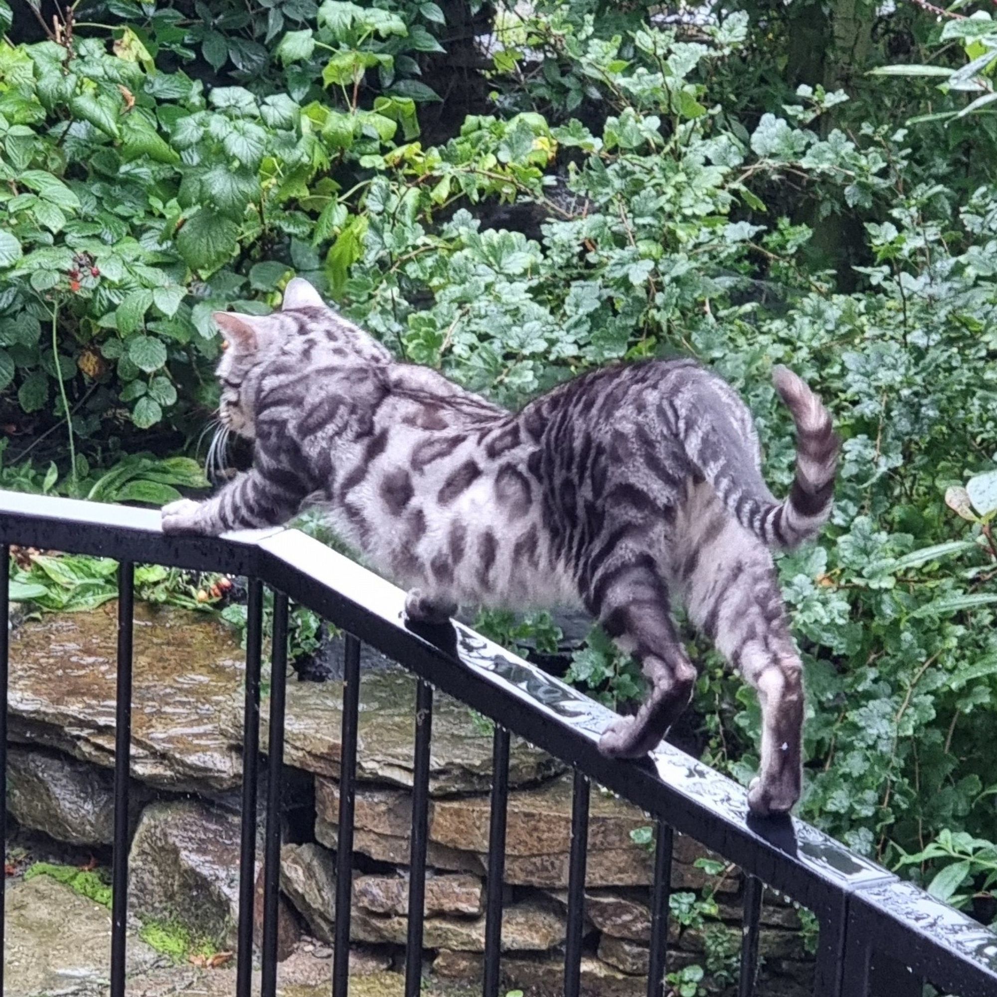 Bongo the Bengal Cat, stretching athletically while standing on a narrow metal railing.