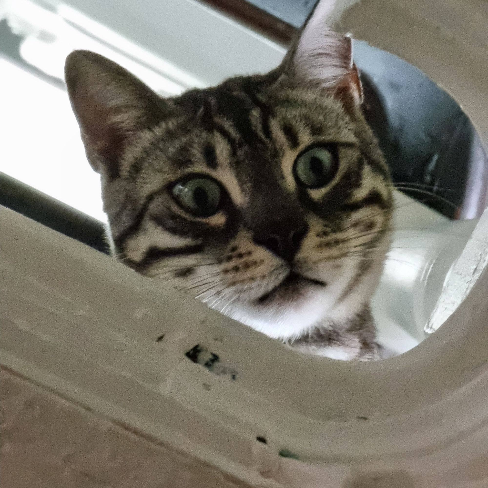 Looking up at Bongo the Bengal Cat, who is looking down through the middle of the stairwell, with a judgemental look in his eyes.