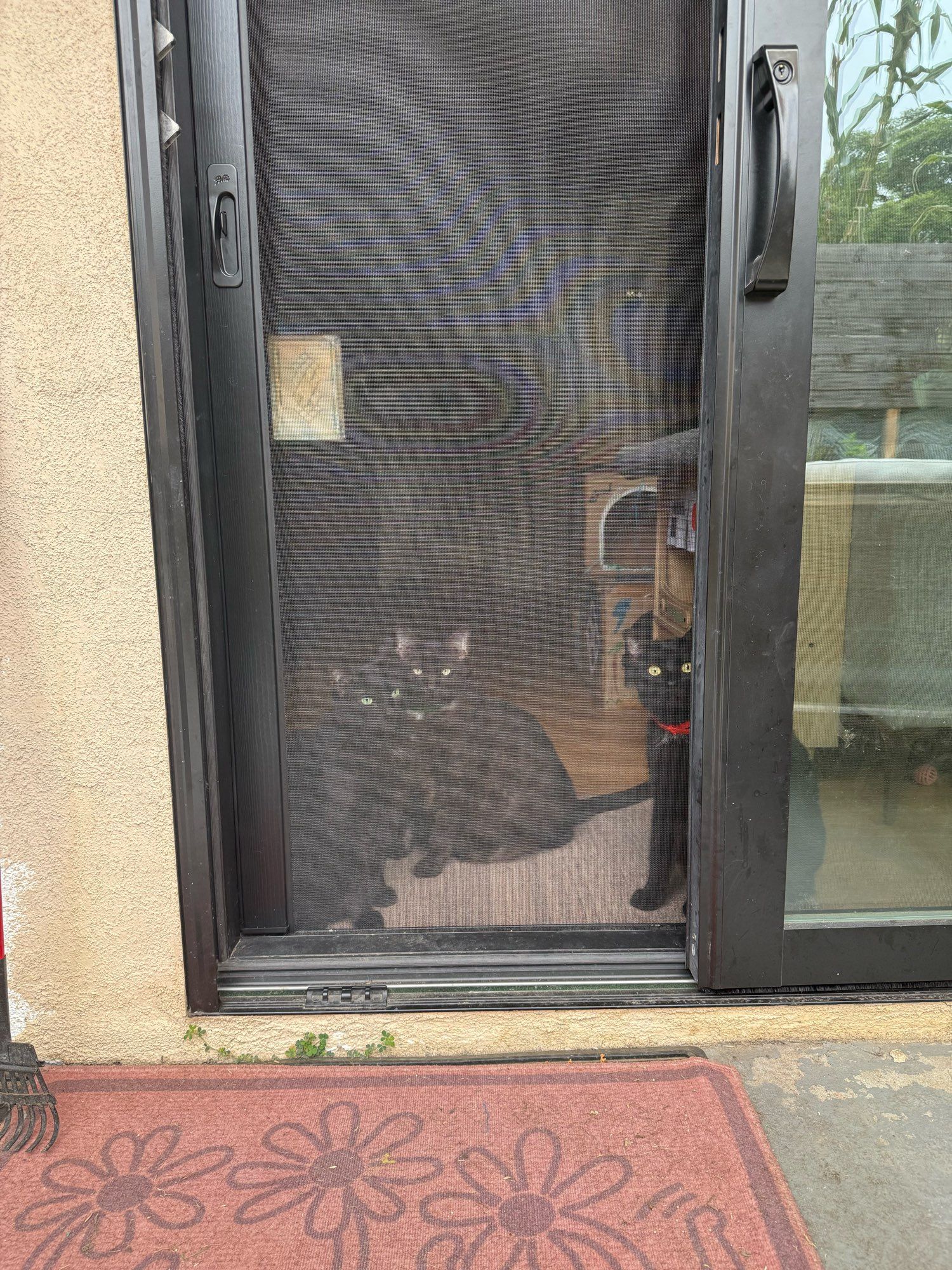 three black cats staring through a screen door, the almost invisible black cat on the left looks annoyed, the chunky striped black cat in the center is staring into your soul, and the black cat on the right has a red collar on and not a single thought behind his eyes.