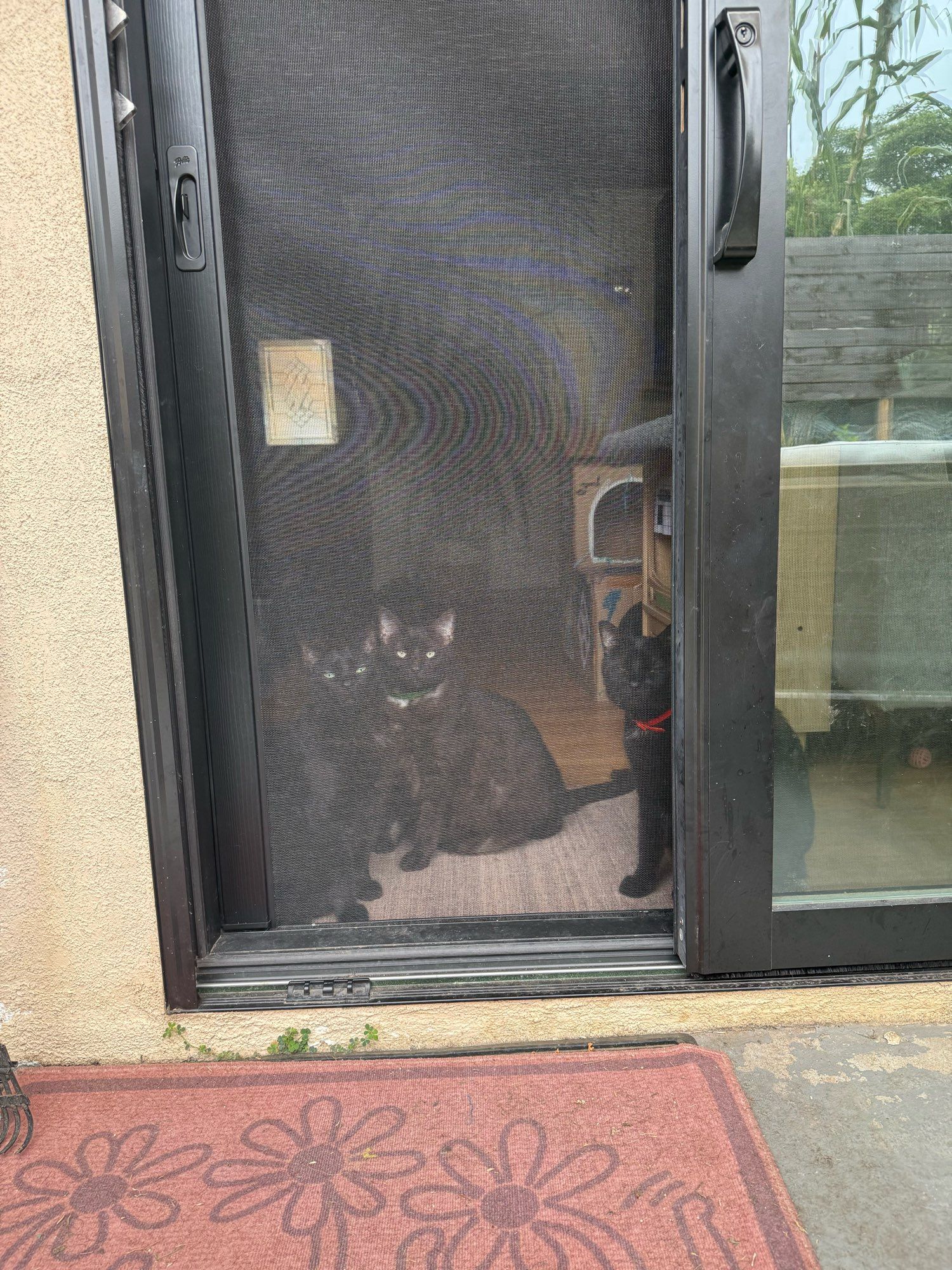 three black cats staring through a screen door, the almost invisible black cat on the left looks like he’s plotting something, the chunky striped black cat in the center is staring into your soul, and the black cat on the right has a red collar on and is mid-blink.