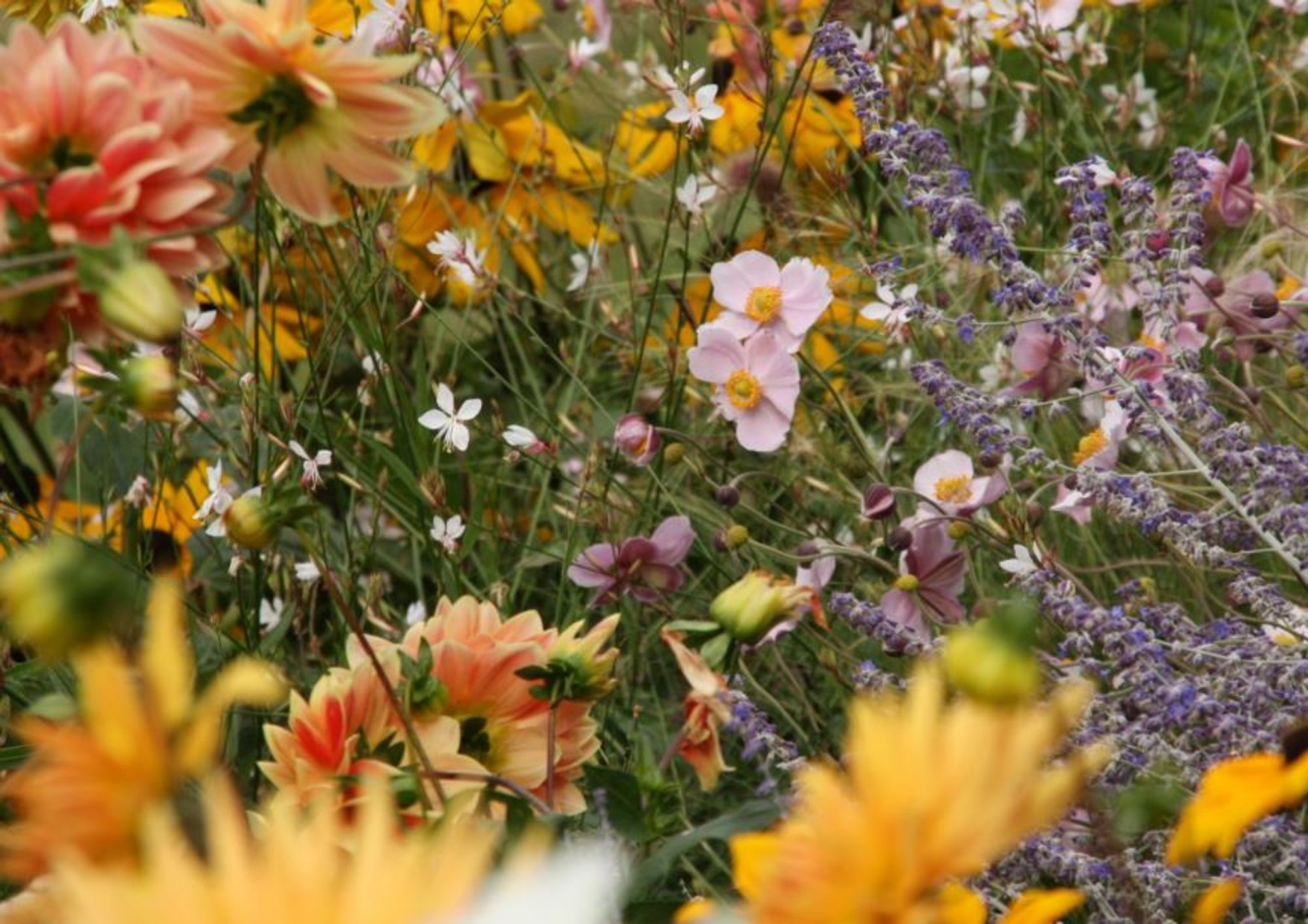 a riot of colours in a garden, with Japanese anemone, dahlia etc growing exuberantly.