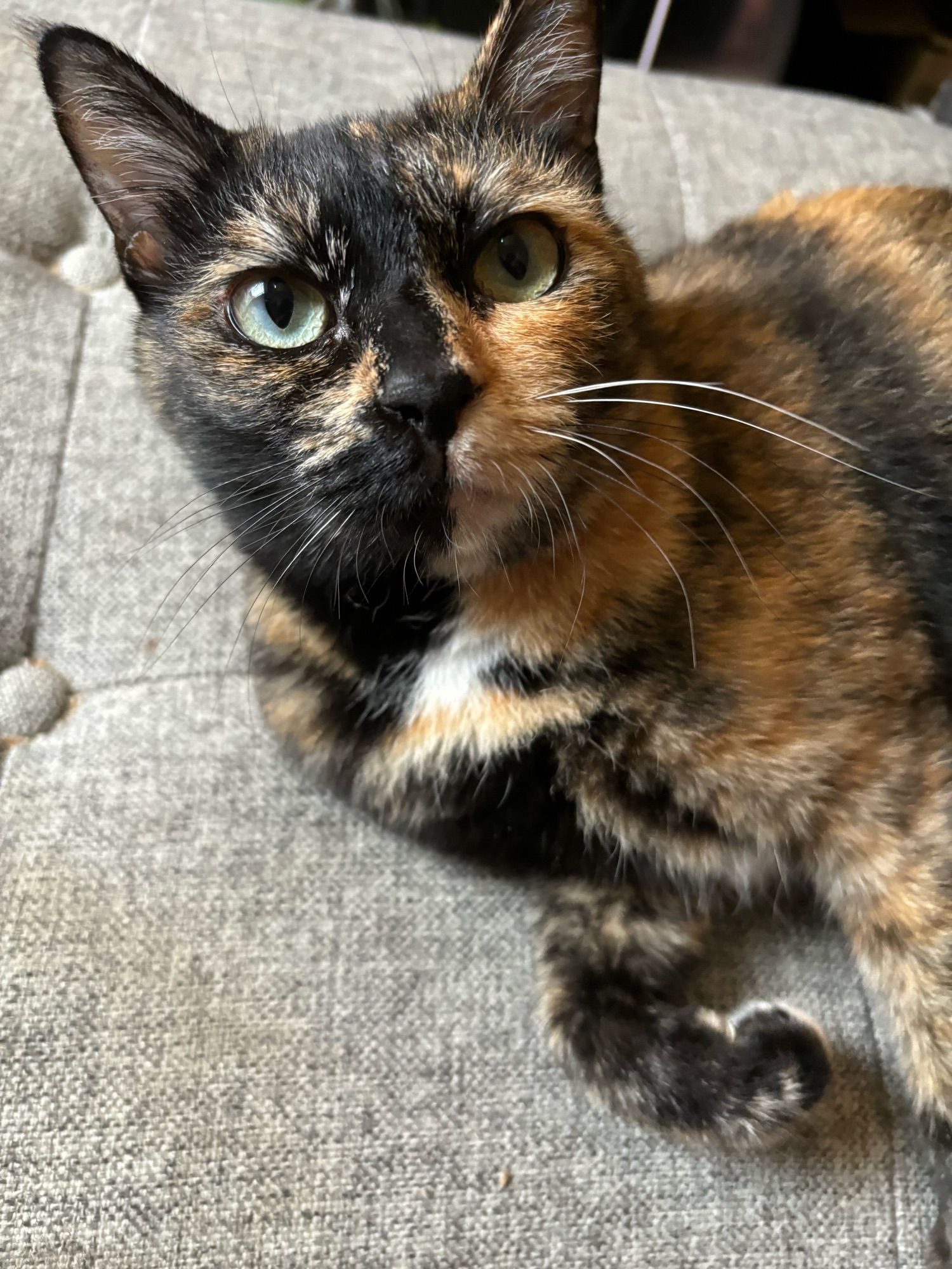 A tortie holds still barely long enough to take a photo.