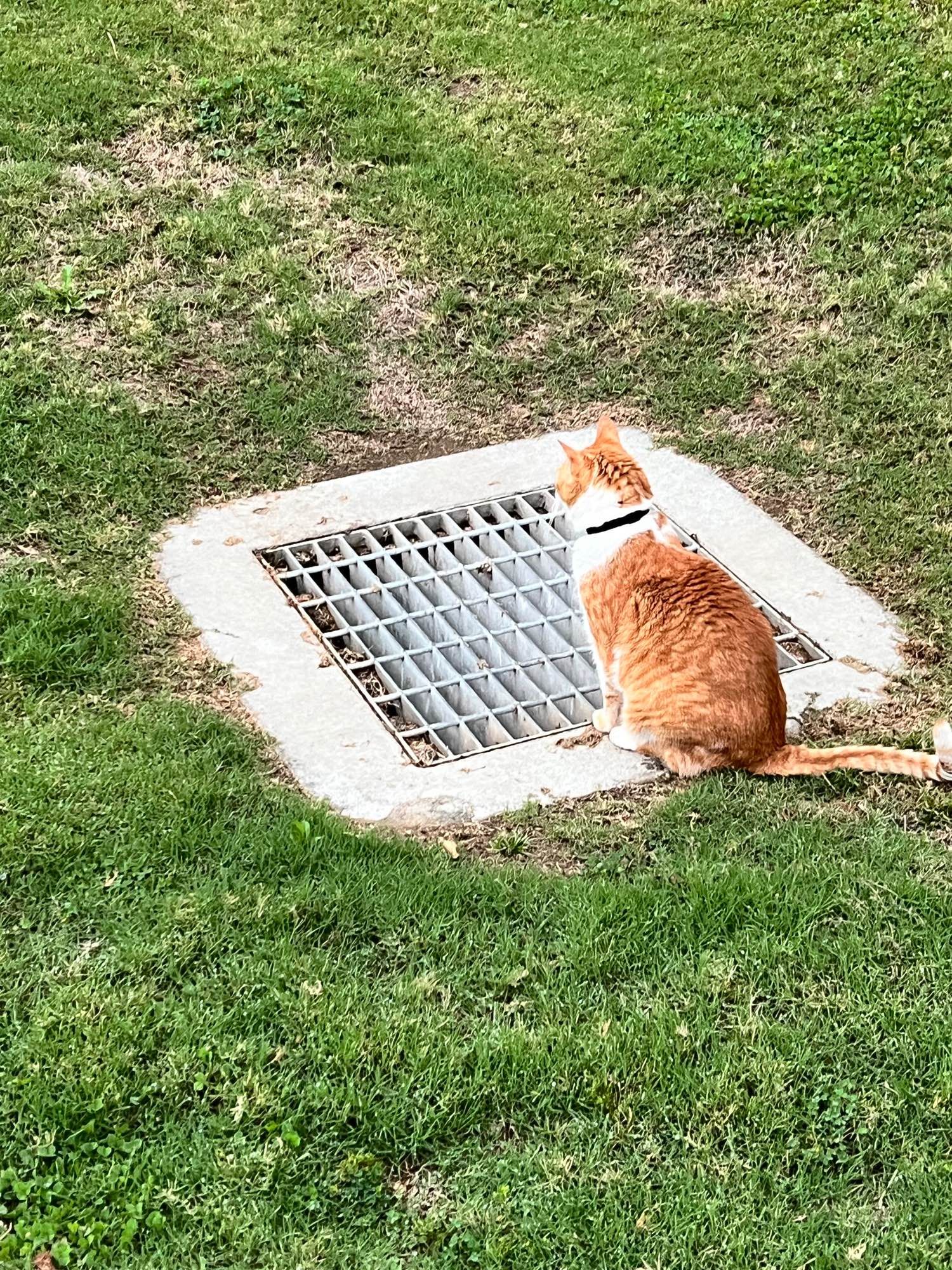 An orange and white tabby cat sits next to a large landscape drain grate. He loves to look down into their depths.