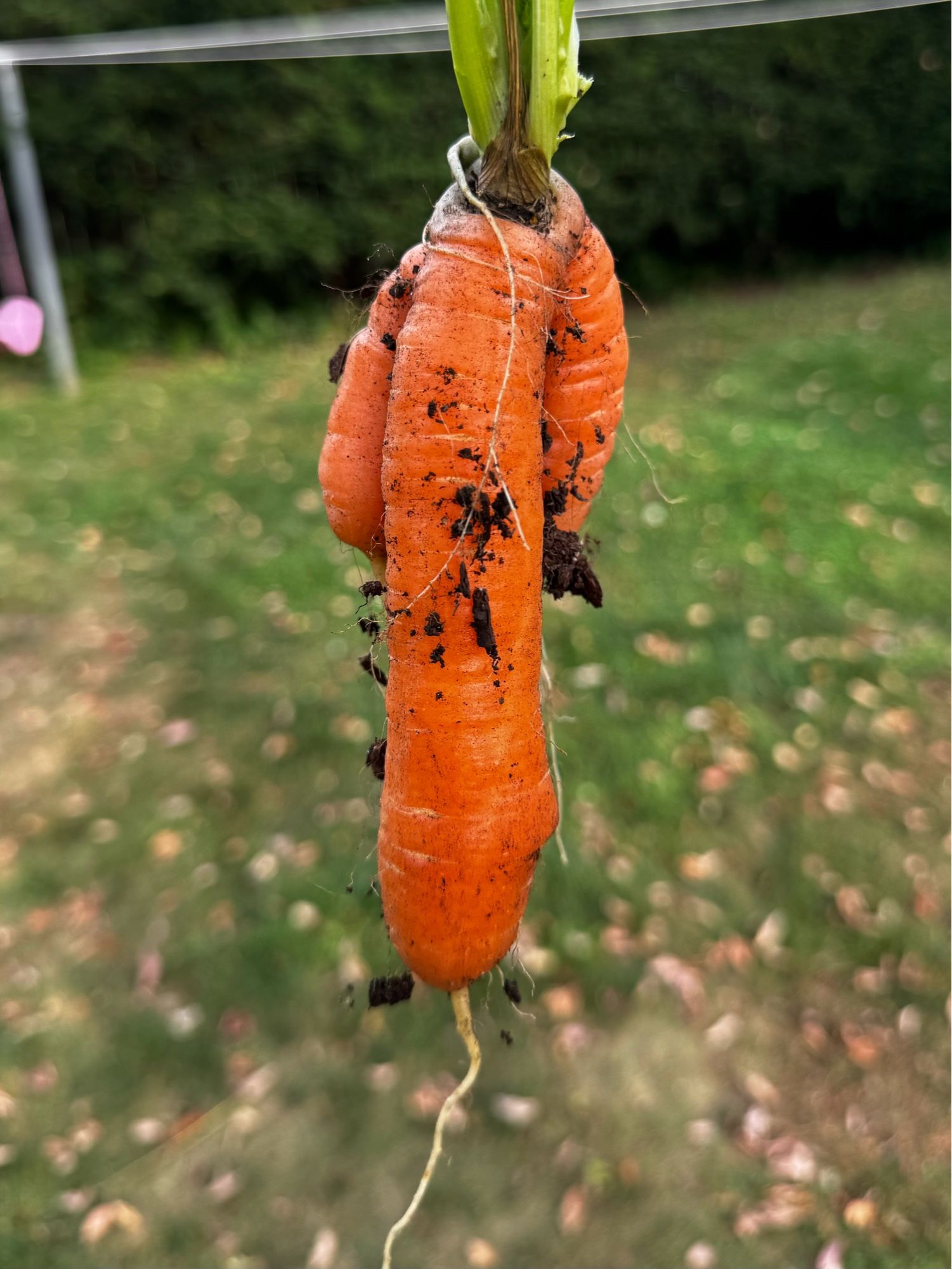 a carrot we grew that looks like a dick AND balls