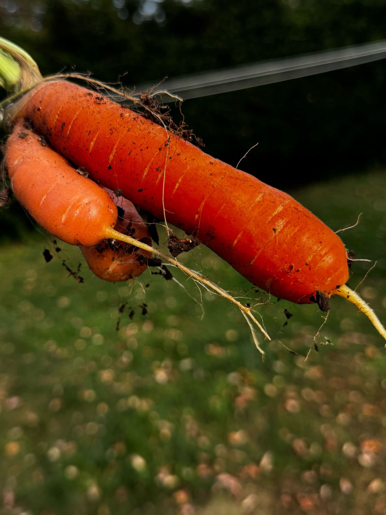 the same carrot from a different angle so you can better see the individual carrot testes