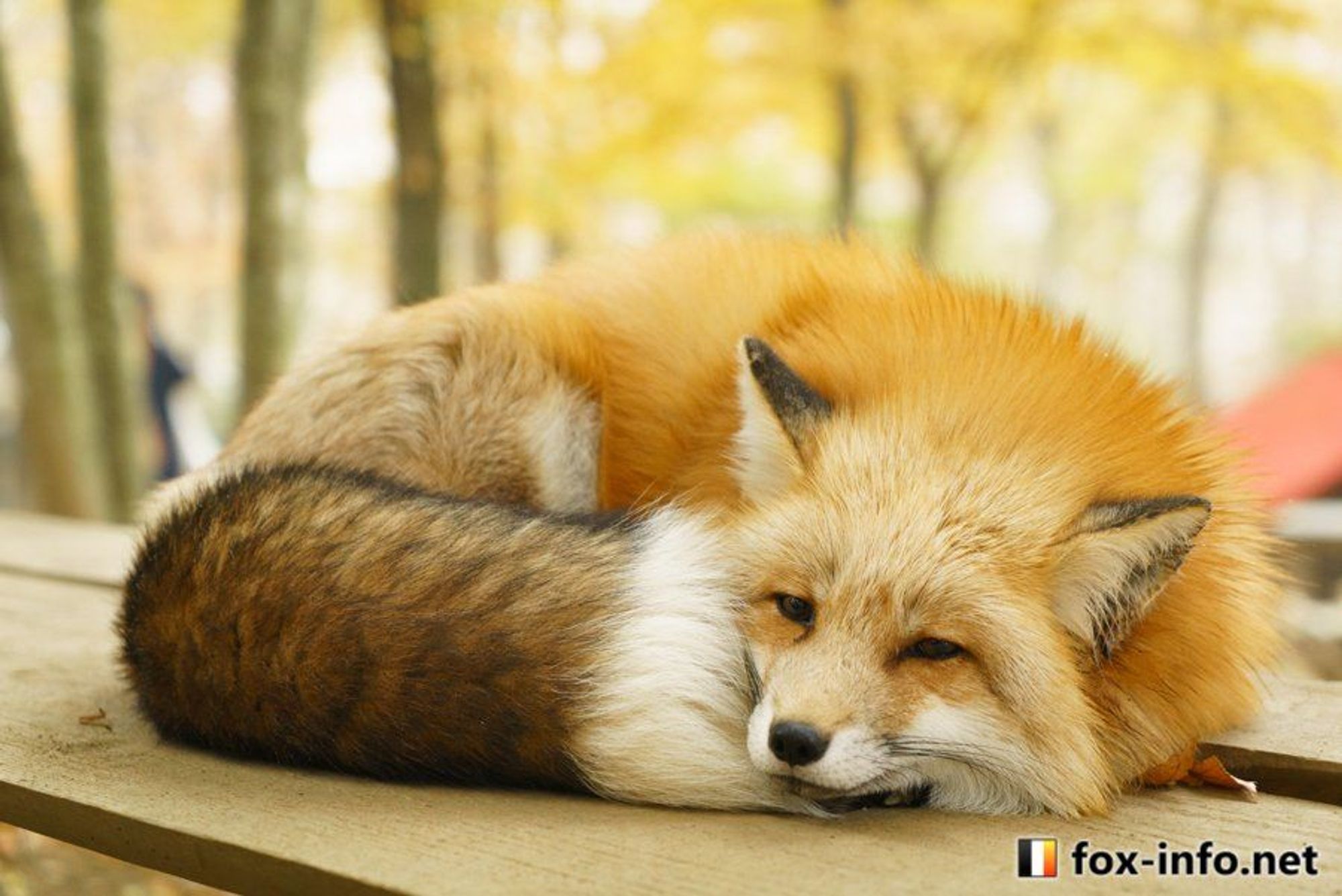 Image of HourlyFoxes