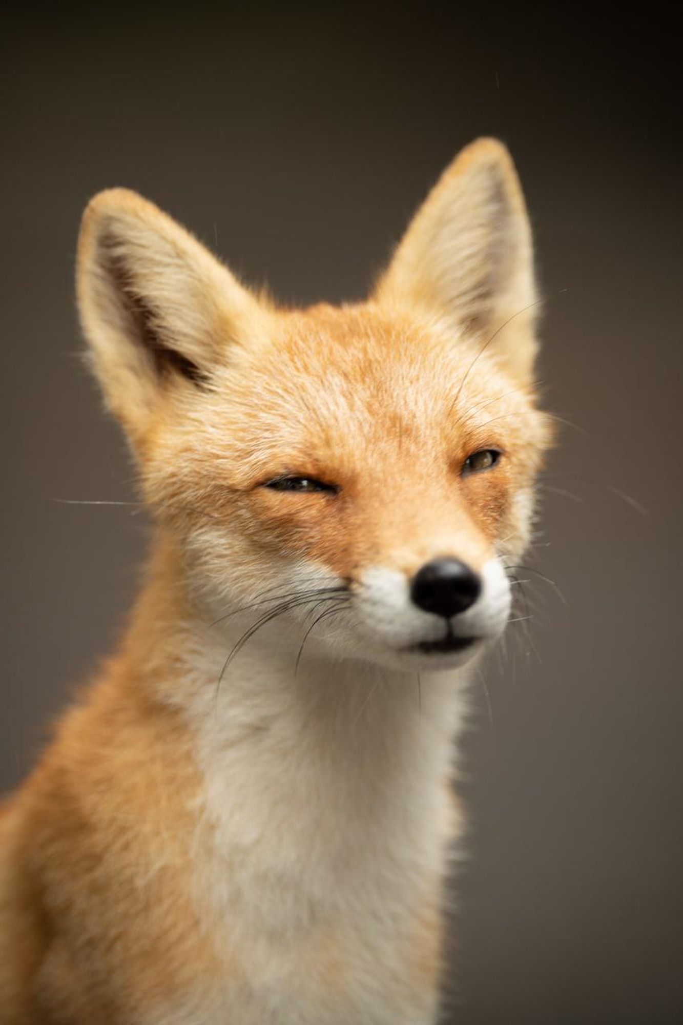 Image of HourlyFoxes