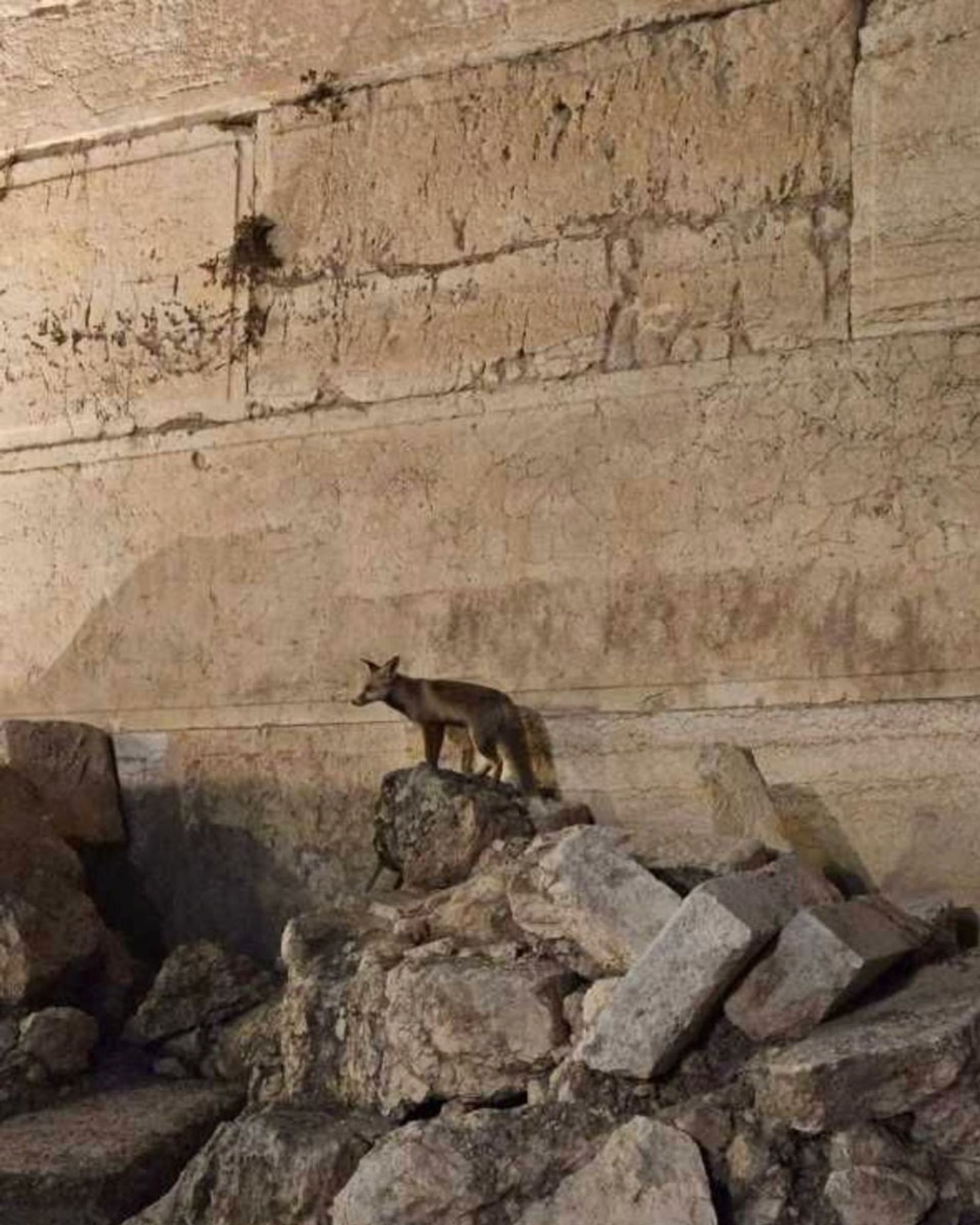 on the anniversary of the Temple's destruction in 5783, this fox visited the ruins, reflecting a poetic vision in the book of Eikhah. many recalled Akiva's laughter at the same scene in Makkot 24a.