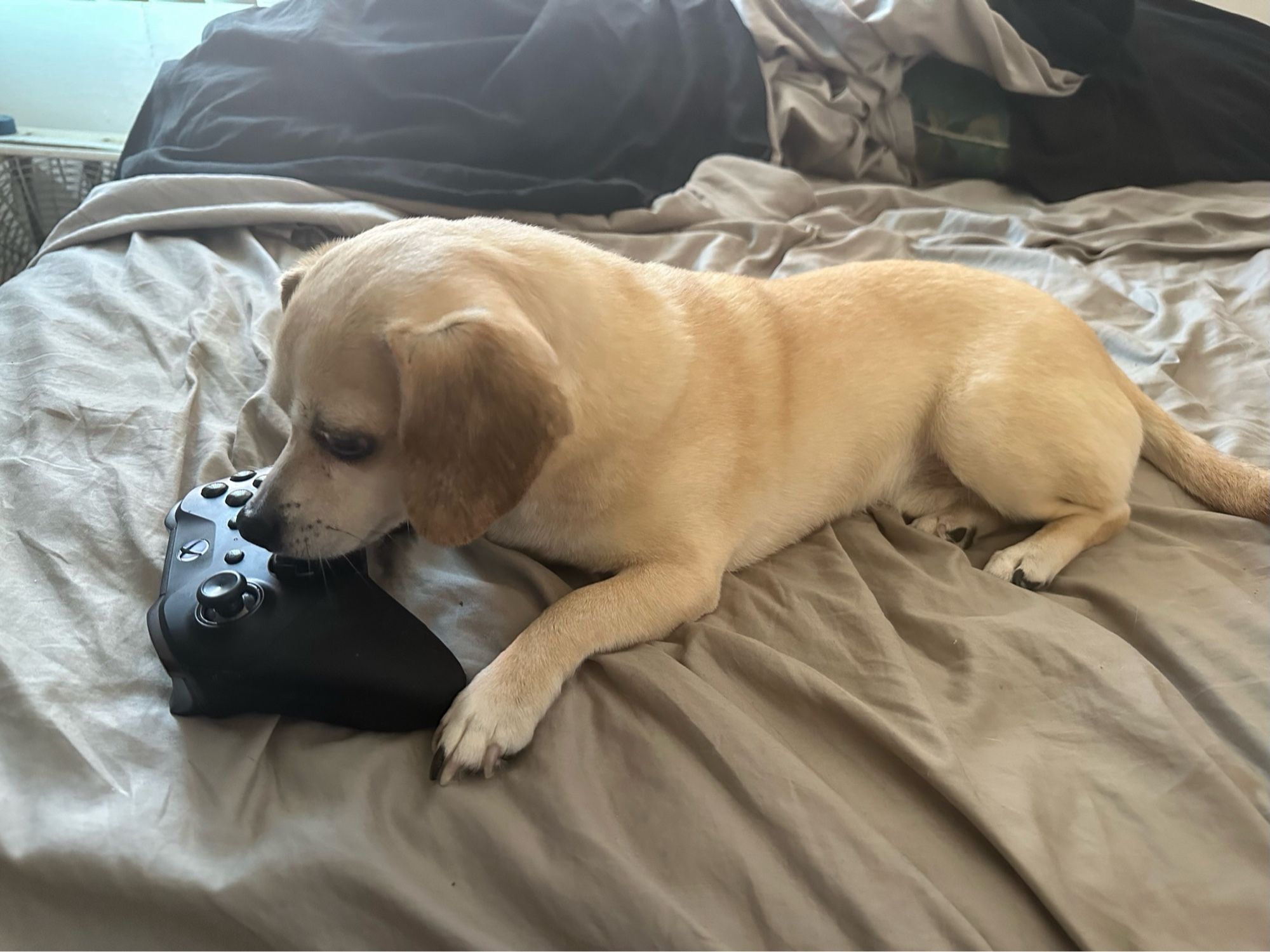 Honey with an Xbox controller, cause he's a gamer