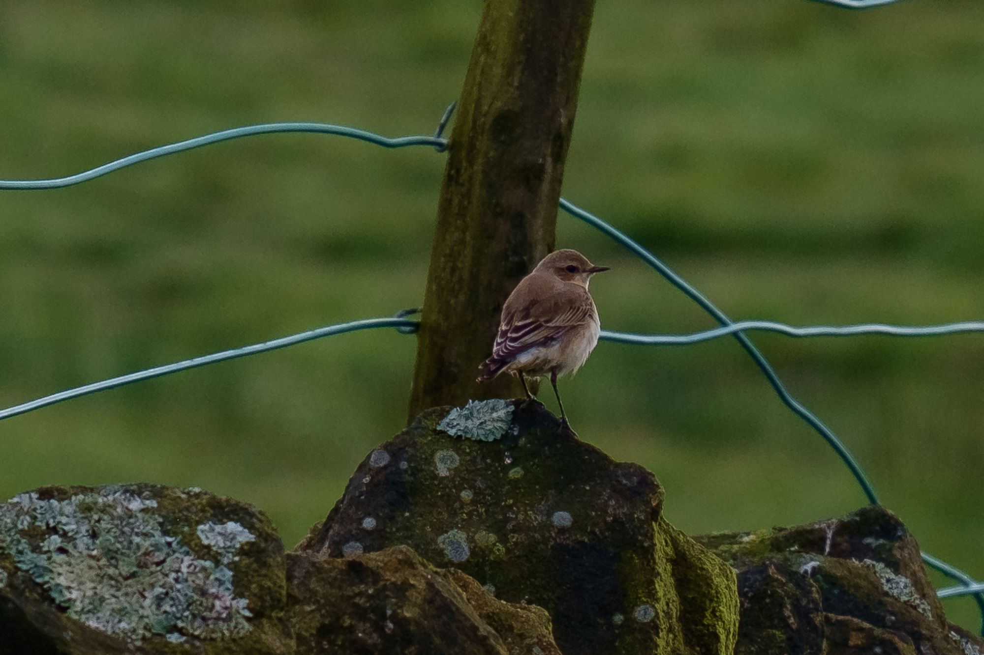 Northern Wheatear 
A bird on an uneven wall with a fence post and wires beyond it