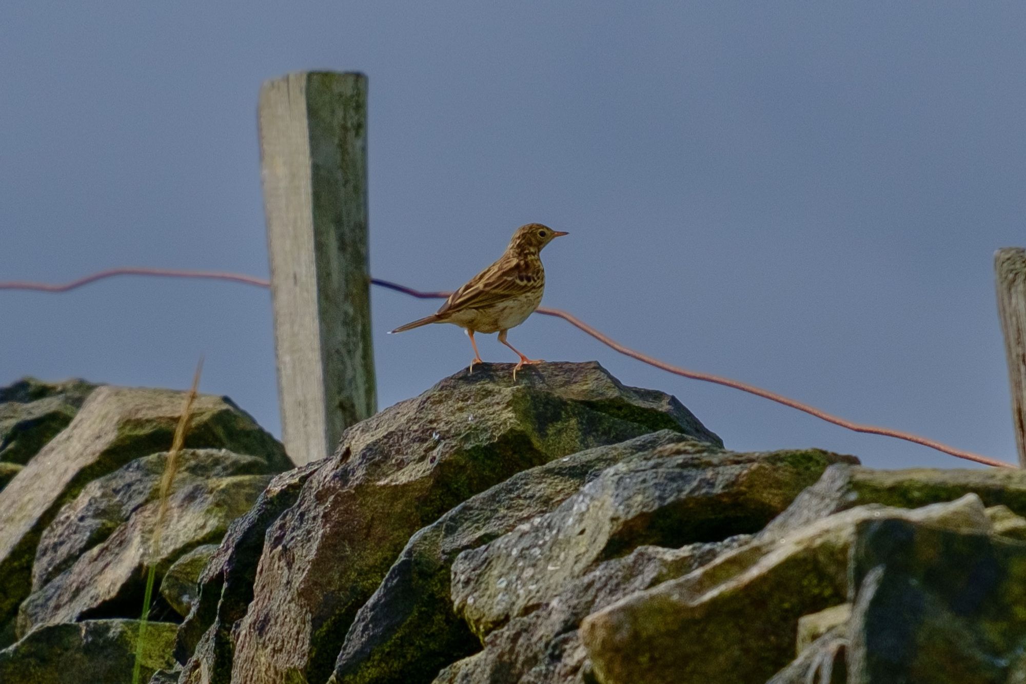 Meadow Pipit on a drystone wall