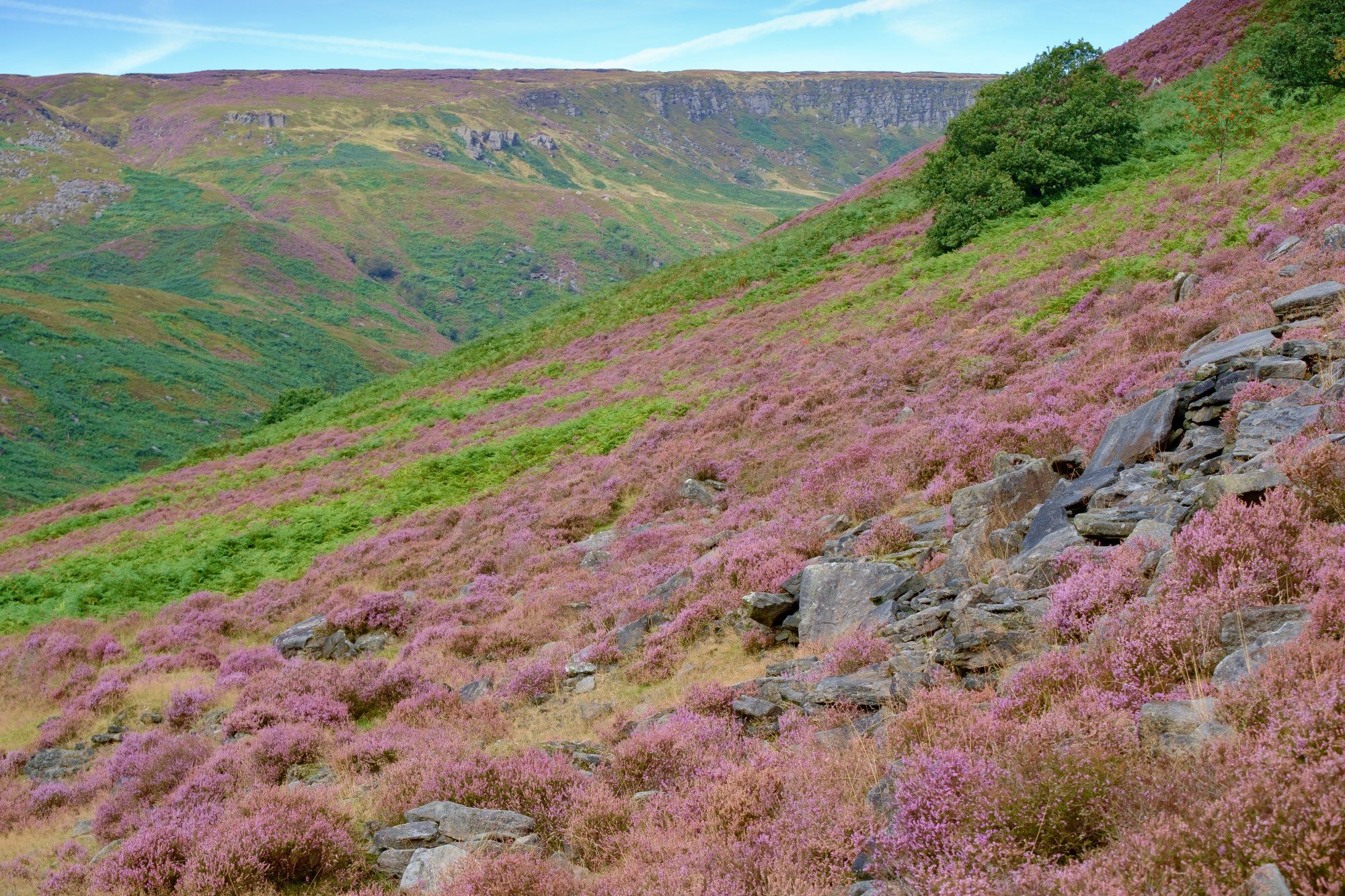 Purple heather on moorland