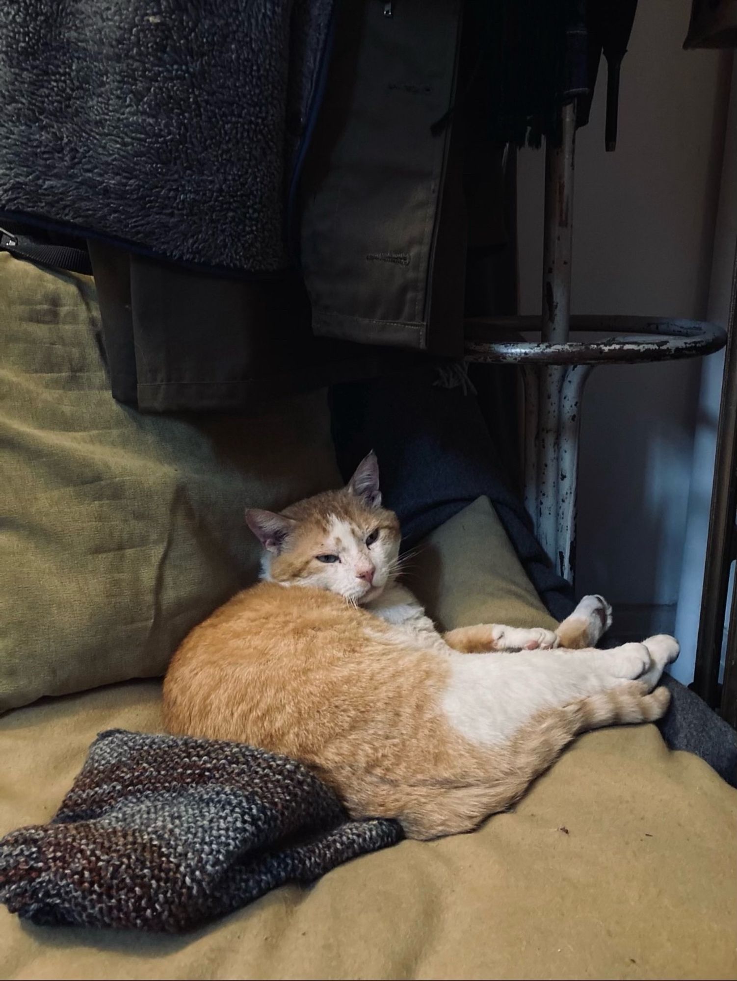 Ginger and white cat curled up on a yellowy beige cushion next to a textured blanket