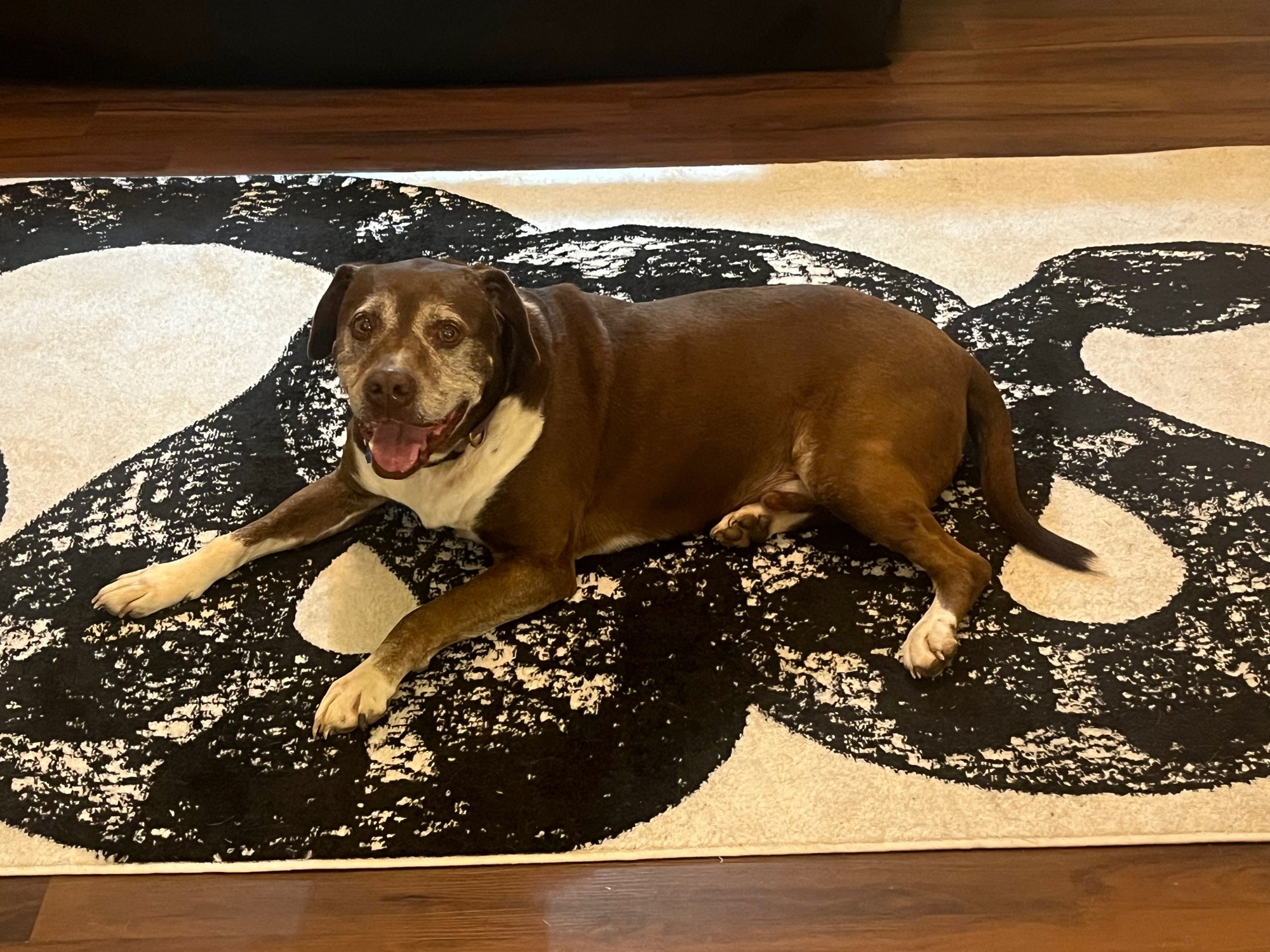 a brown and white dog on a white and black rug with a snake design on it