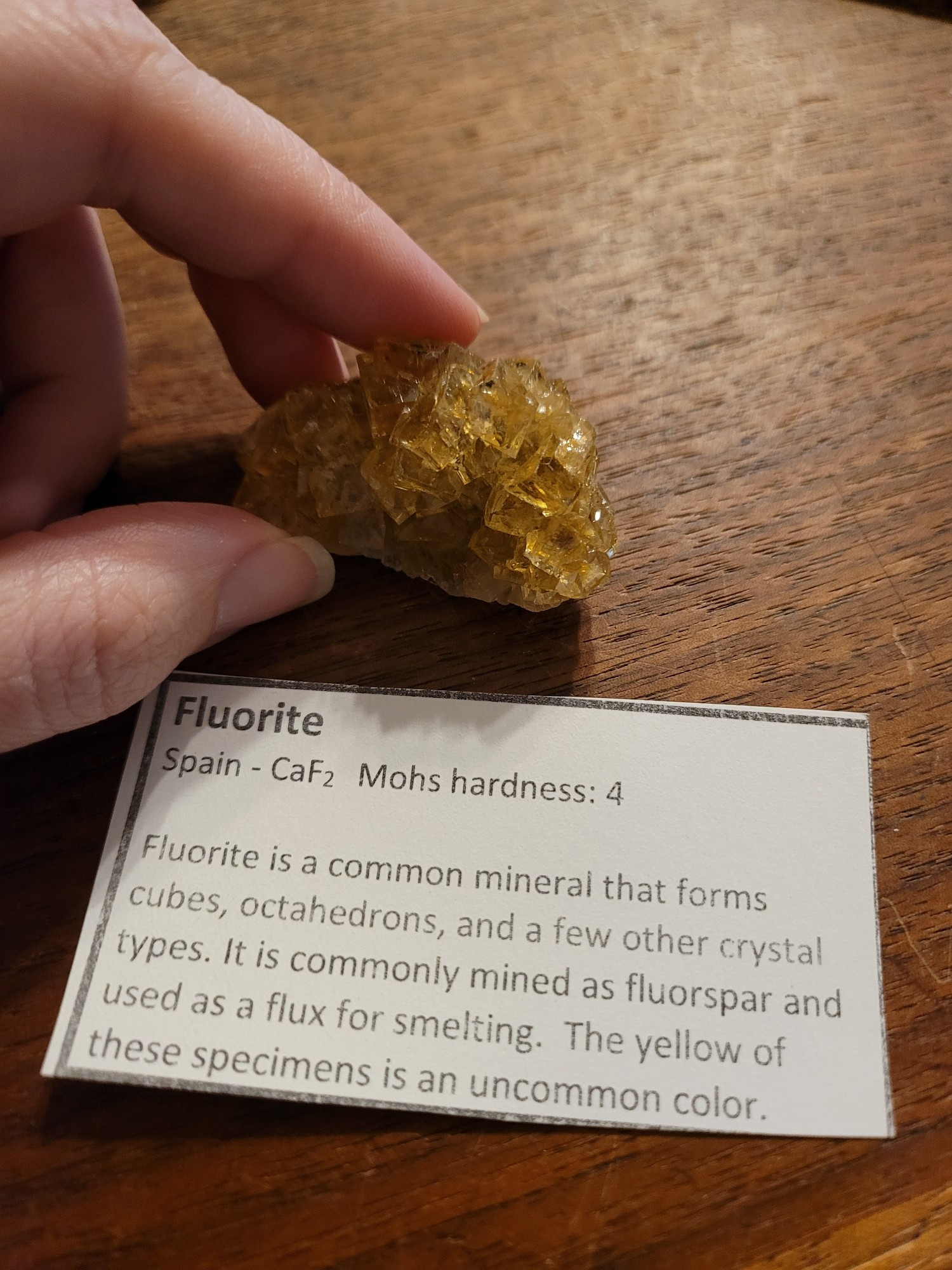 A piece of yellow fluorite

A placard reads: Fluorite is a common mineral that forms in cubes, octahedrons, and a few other crystal types. It is commonly mined as fluorspar and used as a Flux for smelting. The yellow of these specimens is an uncommon color.