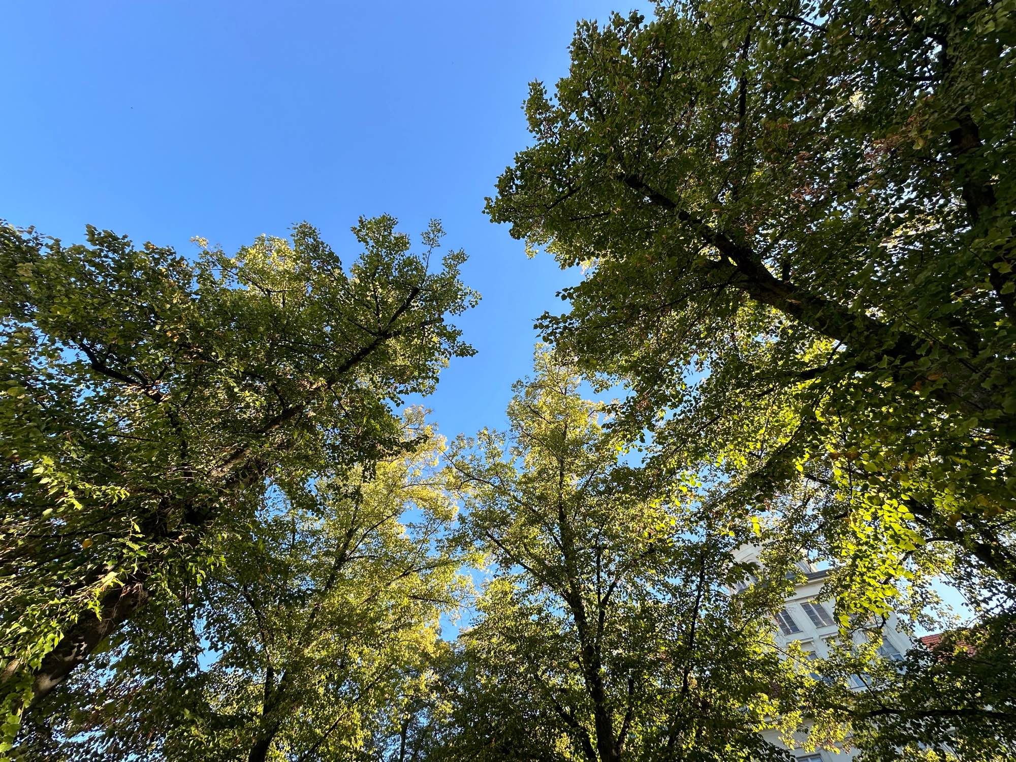 Blick in den blauen Himmel mit Baumkronen.