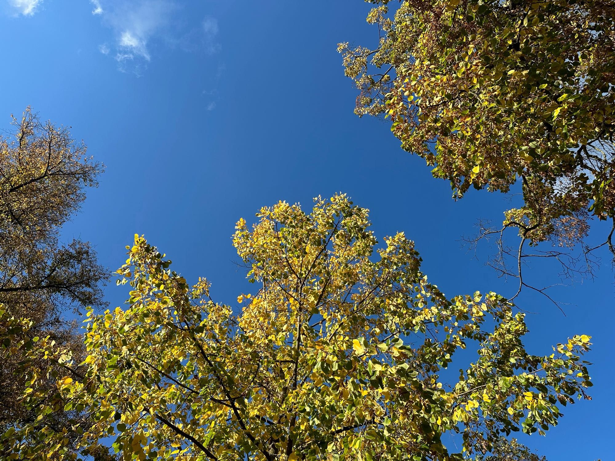 Blick nach oben in die Bäume mit blauem Himmel.