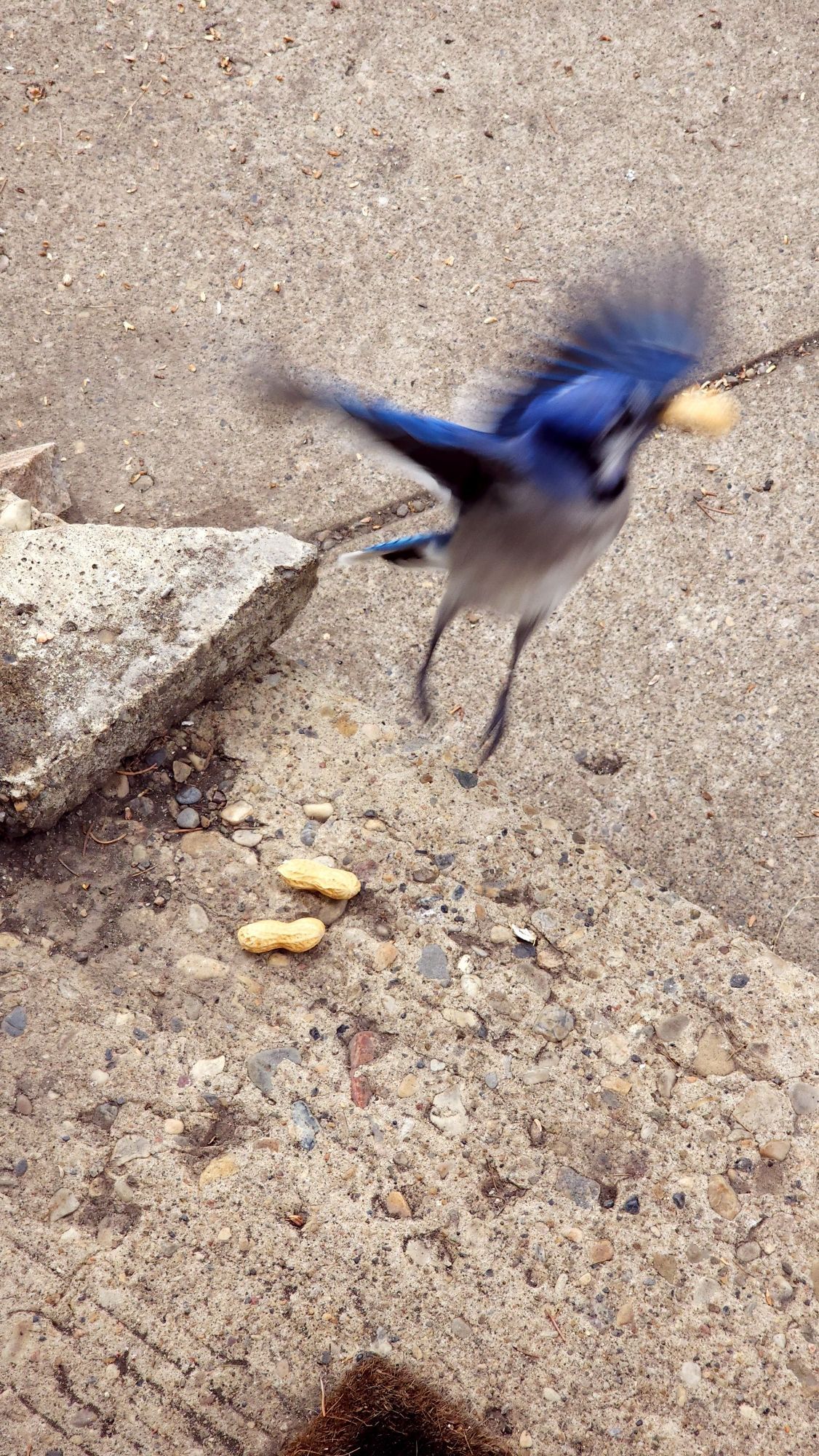 A motion-blurred photo of a blue jay launching itself into the air, peanut in beak, after helping itself to the small pile of peanuts on the concrete stoop. Its legs are extended down and its wings are flapping.