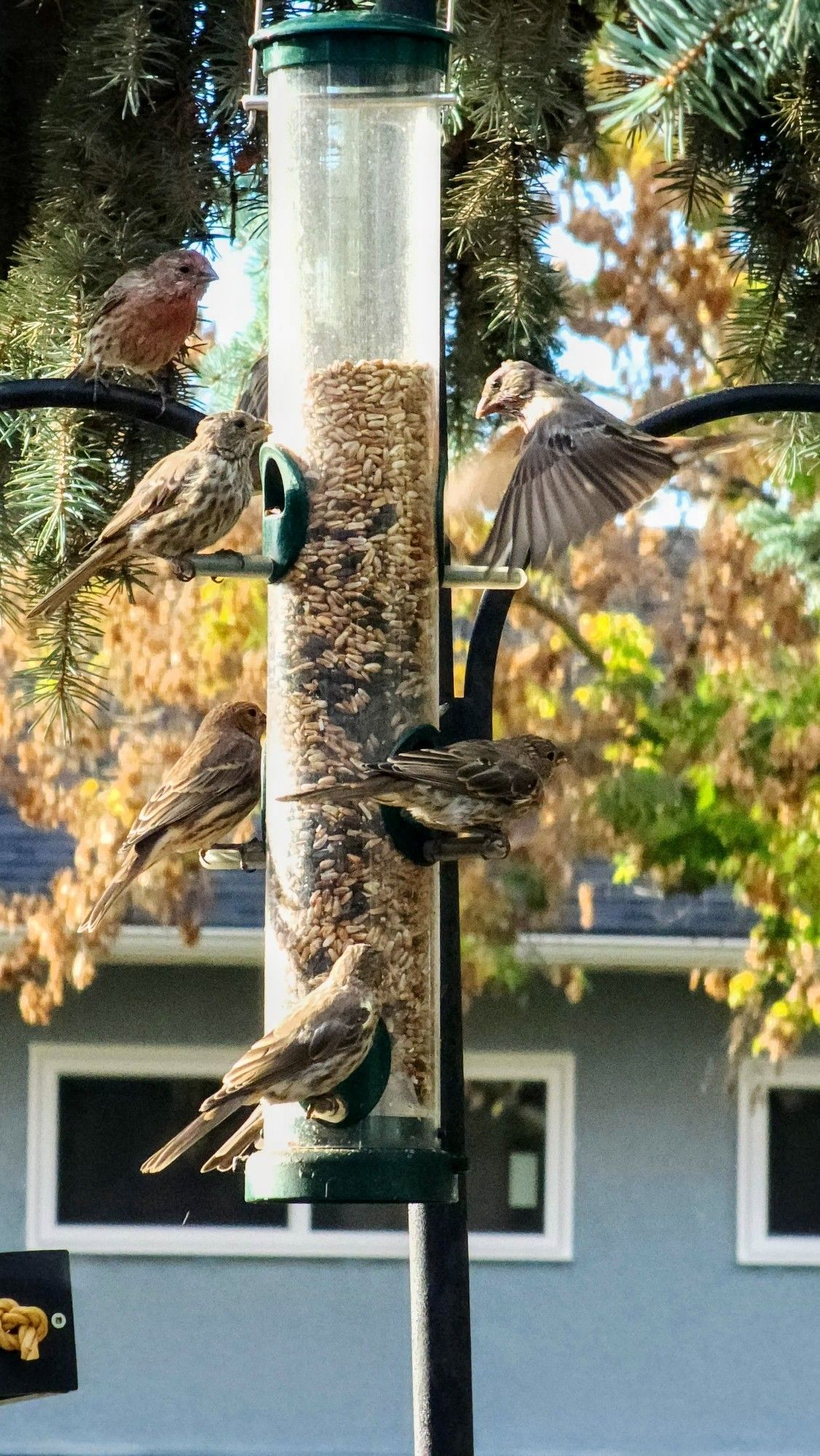 Five house finches occupy the perches at a tube feeder full of sunflower and safflower seeds as a sixth finch flies in to the top right perch. A seventh finch looks on from its perch on a hook at the top left of the feeder, hoping to get a turn soon.